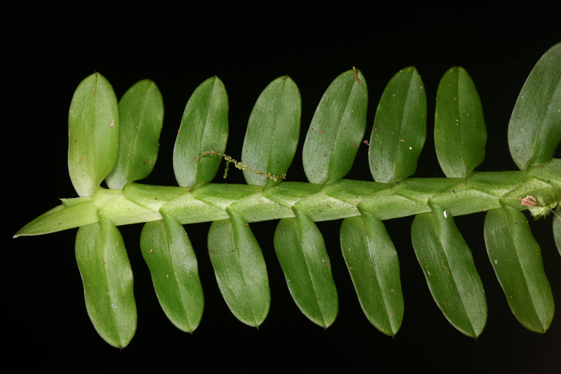 Dichaea latifolia Lindl. - Photo Bivouac Naturaliste