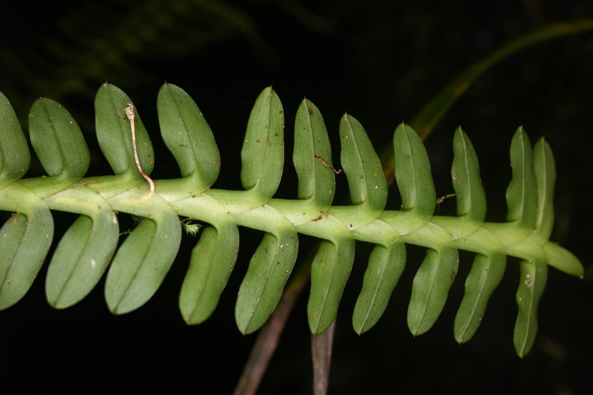 Dichaea latifolia Lindl. - Photo Bivouac Naturaliste