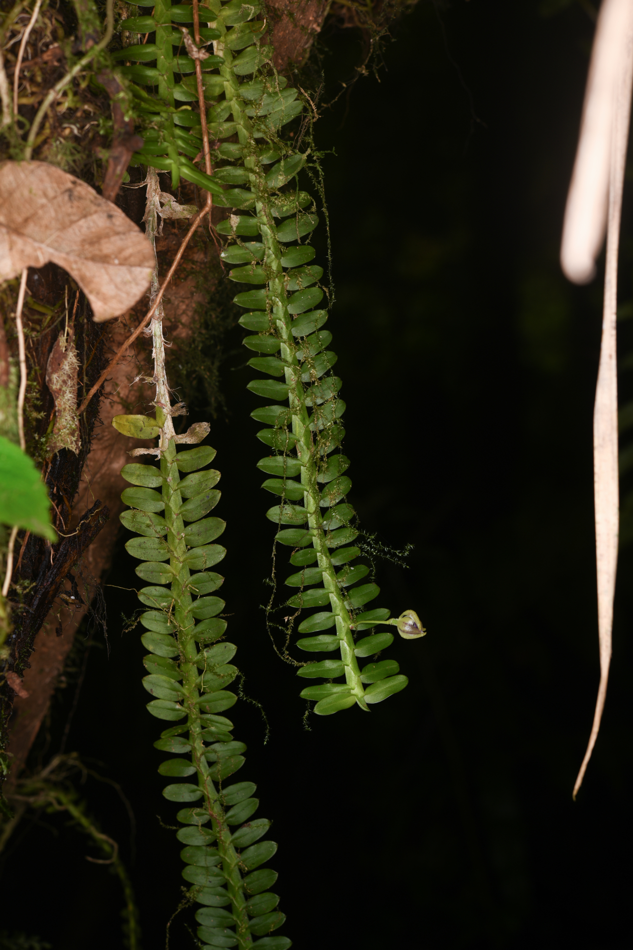Dichaea latifolia Lindl. - Photo Bivouac Naturaliste