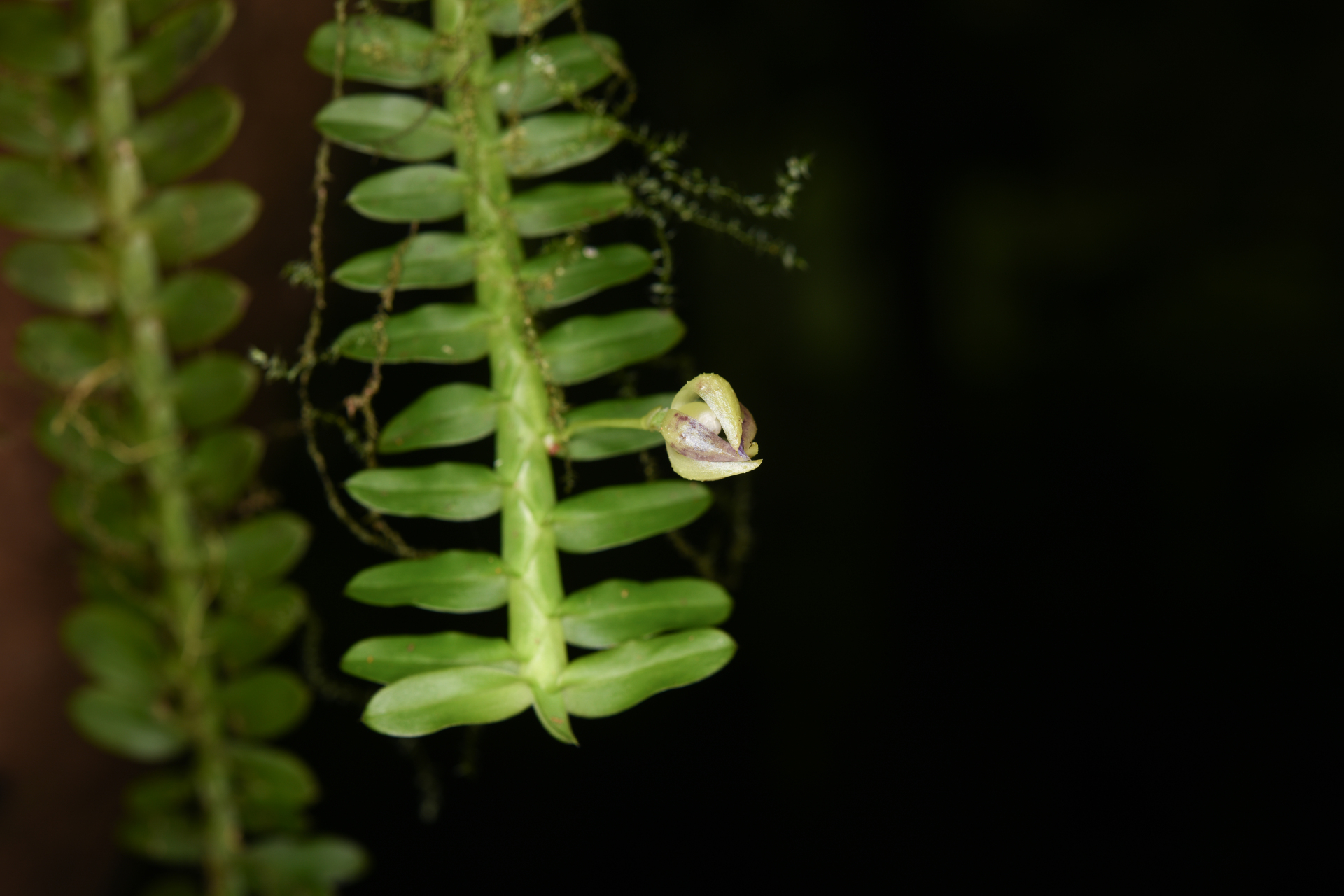 Dichaea latifolia Lindl. - Photo Bivouac Naturaliste