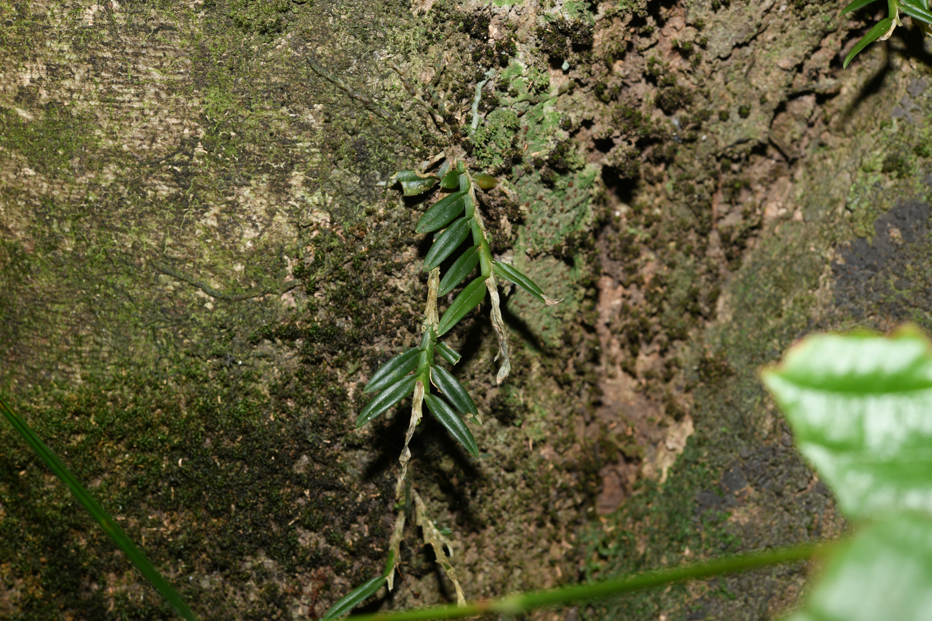 Dichaea picta Rchb.f. - Photo Bivouac Naturaliste