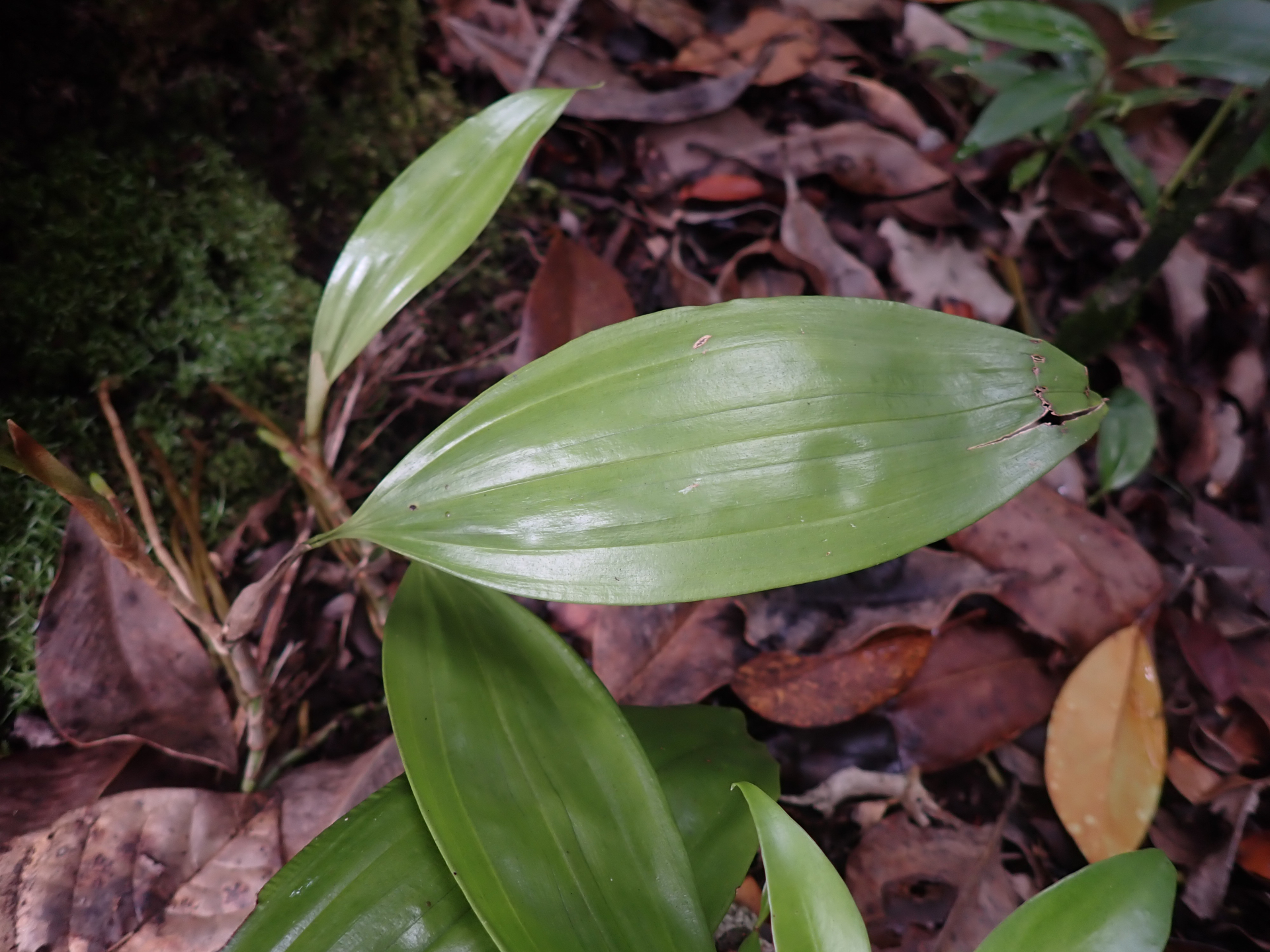 Aganisia pulchella Lindl. - Photo Bivouac Naturaliste