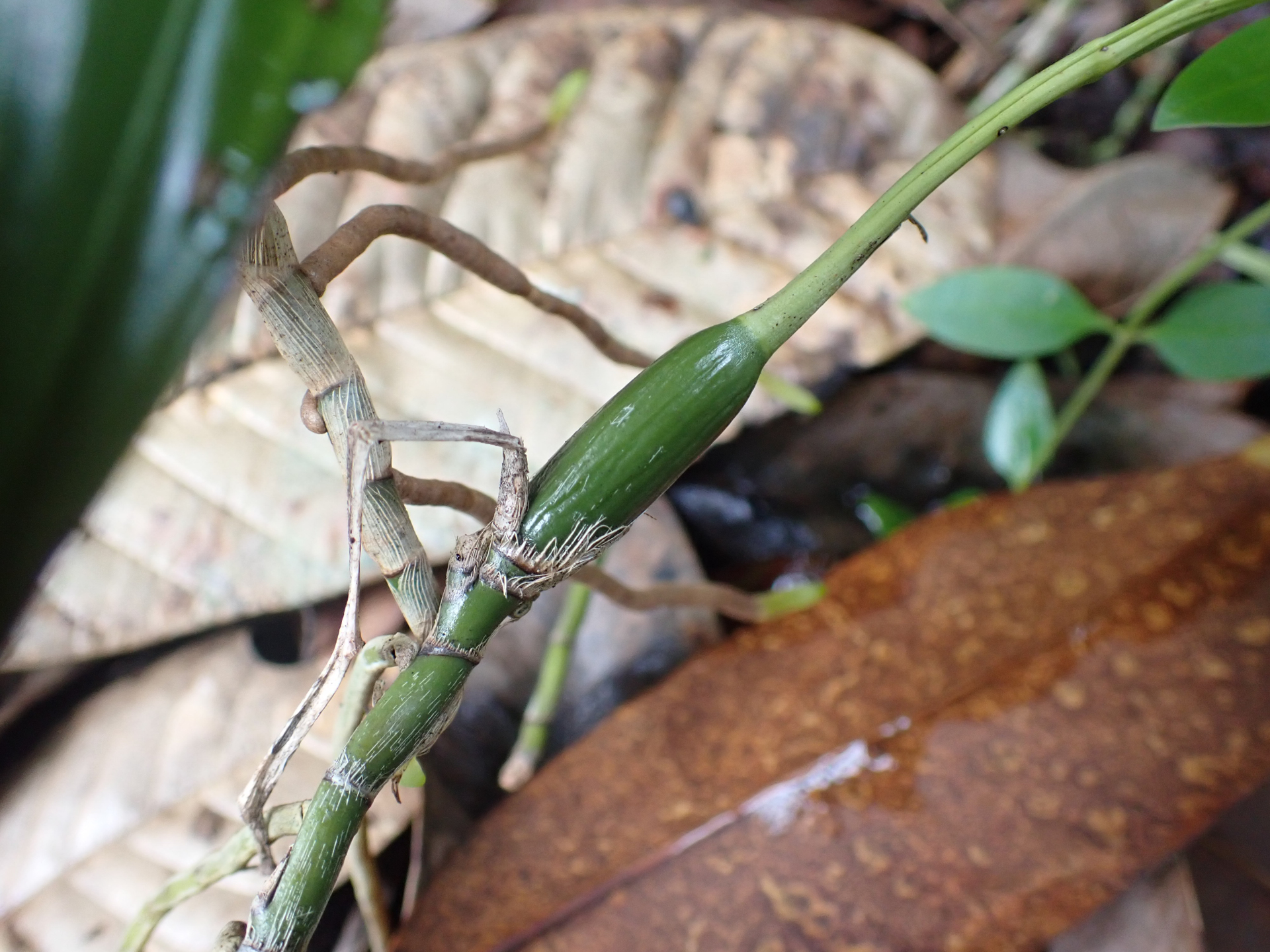 Aganisia pulchella Lindl. - Photo Bivouac Naturaliste