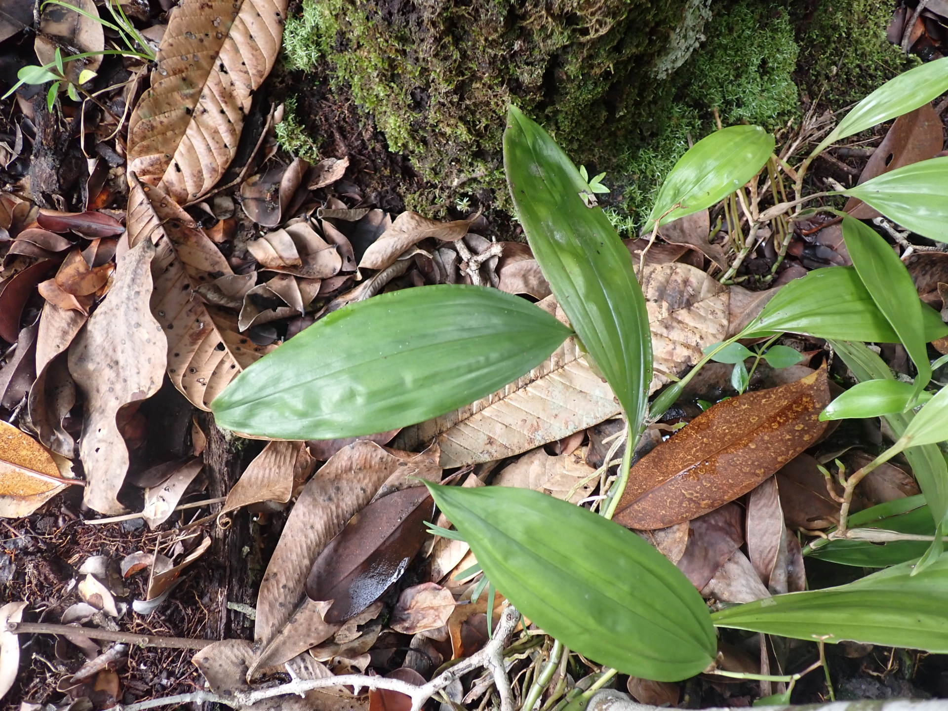 Aganisia pulchella Lindl. - Photo Bivouac Naturaliste