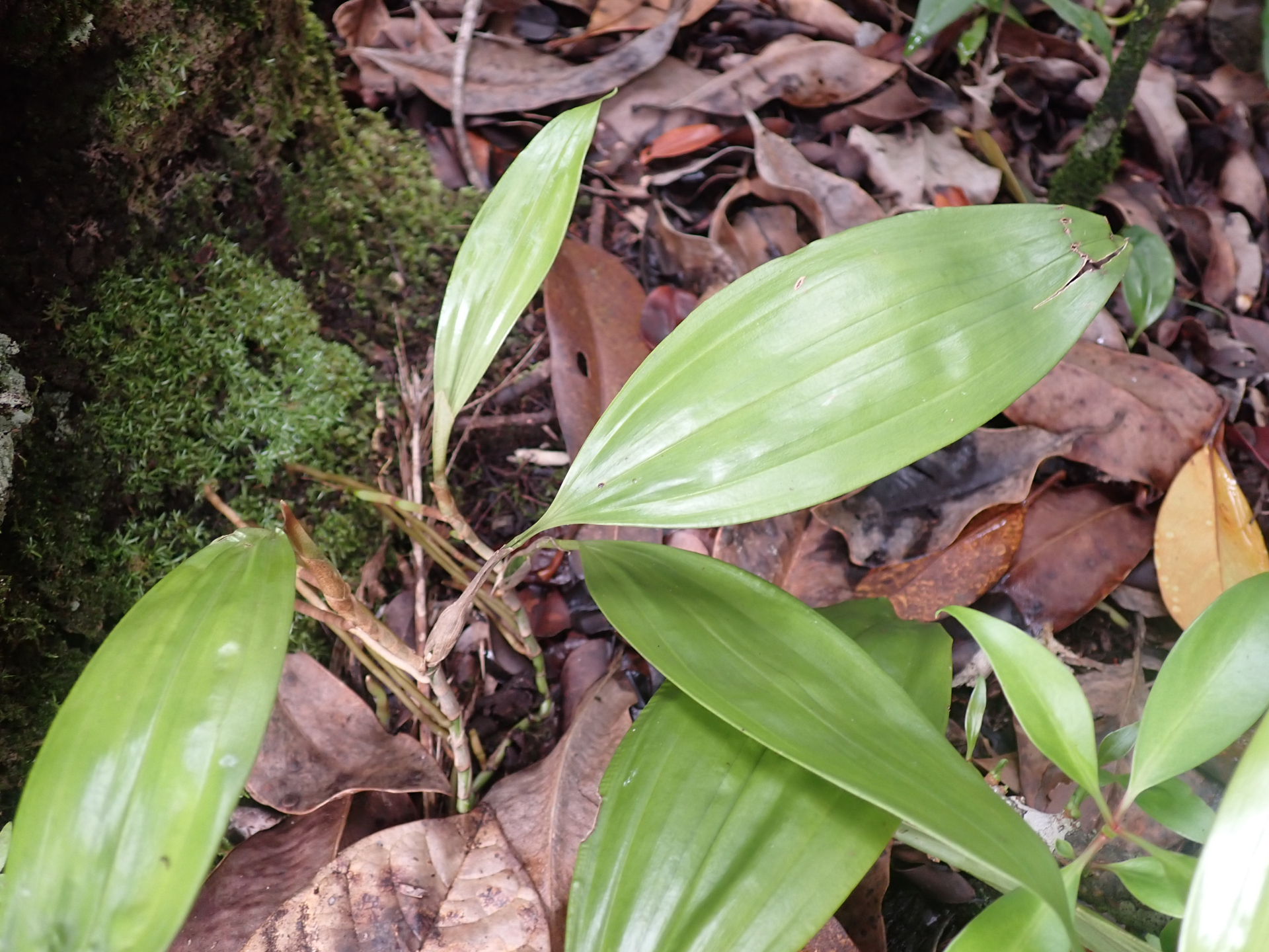 Aganisia pulchella Lindl. - Photo Bivouac Naturaliste