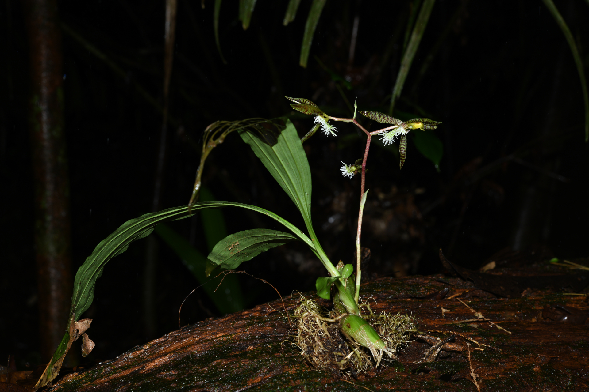 Catasetum barbatum (Lindl.) Lindl. - Photo Bivouac Naturaliste