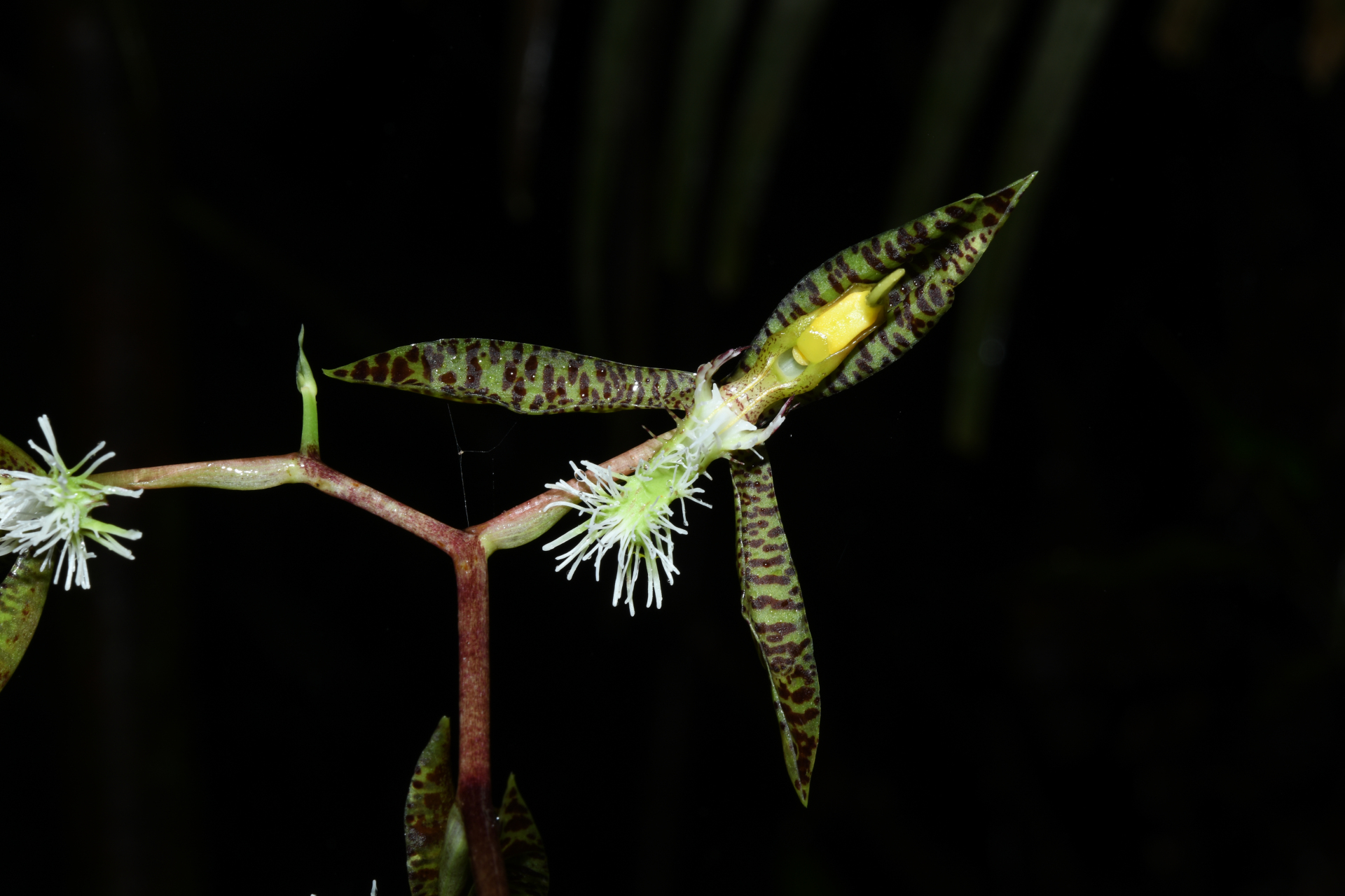 Catasetum barbatum (Lindl.) Lindl. - Photo Bivouac Naturaliste
