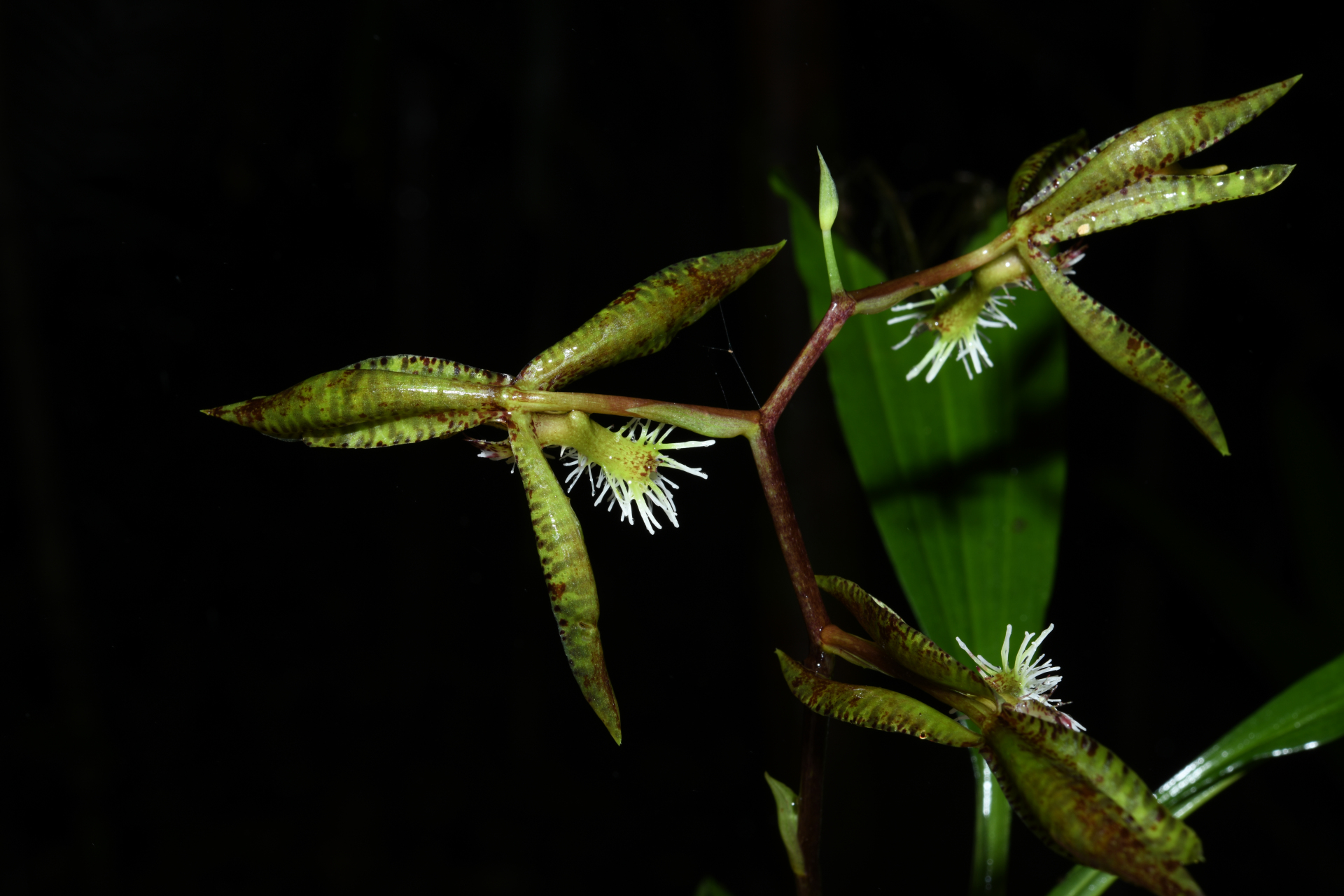 Catasetum barbatum (Lindl.) Lindl. - Photo Bivouac Naturaliste