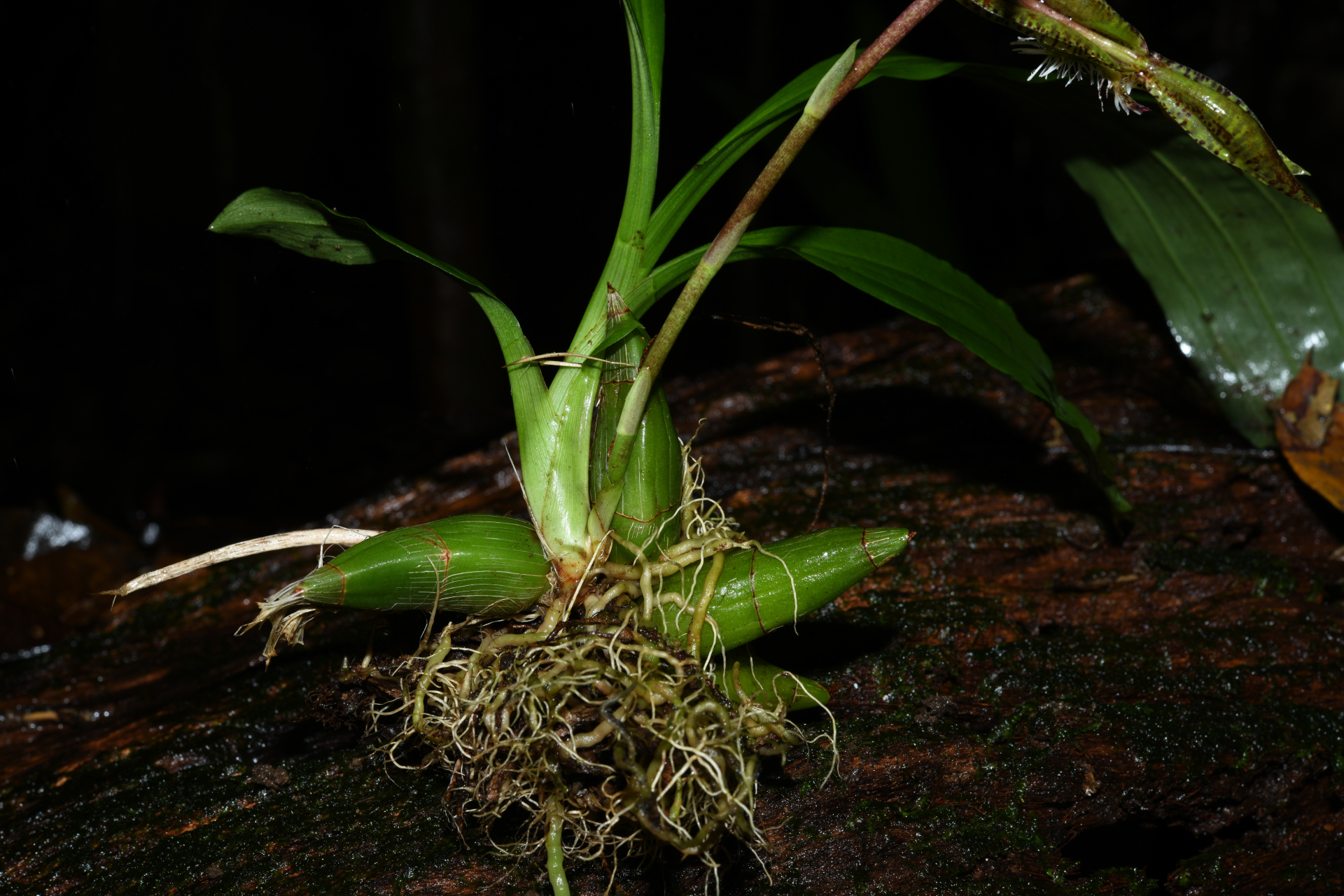 Catasetum barbatum (Lindl.) Lindl. - Photo Bivouac Naturaliste
