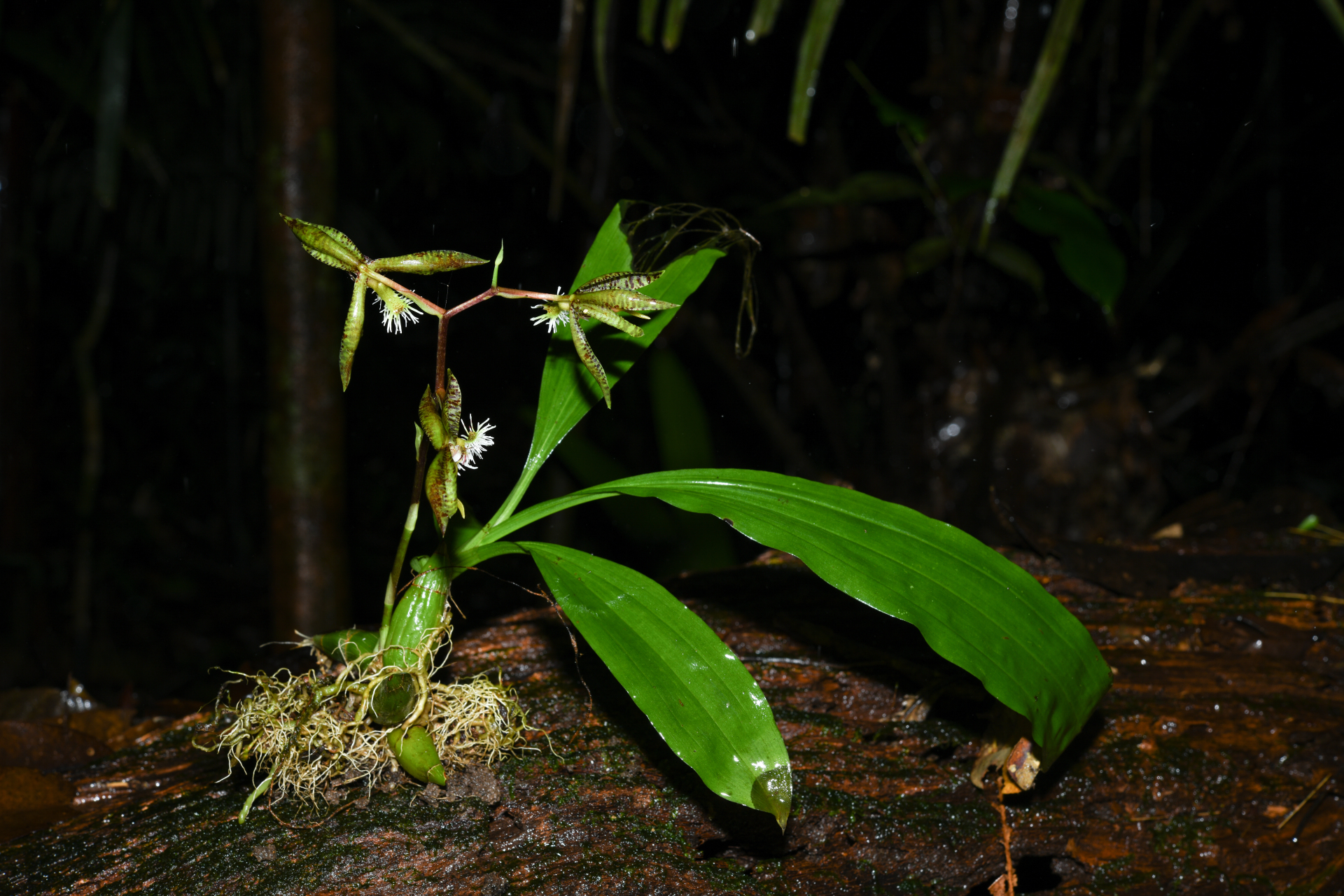 Catasetum barbatum (Lindl.) Lindl. - Photo Bivouac Naturaliste