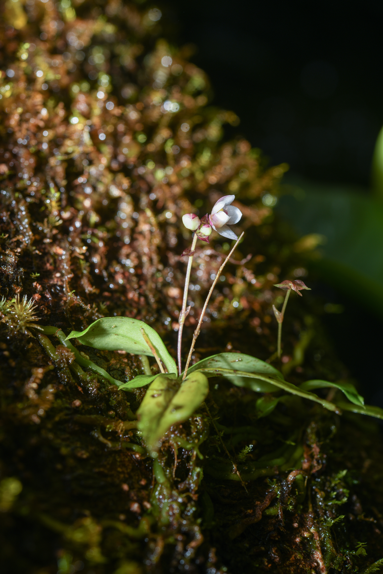 Cheiradenia cuspidata Lindl. - Photo Bivouac Naturaliste