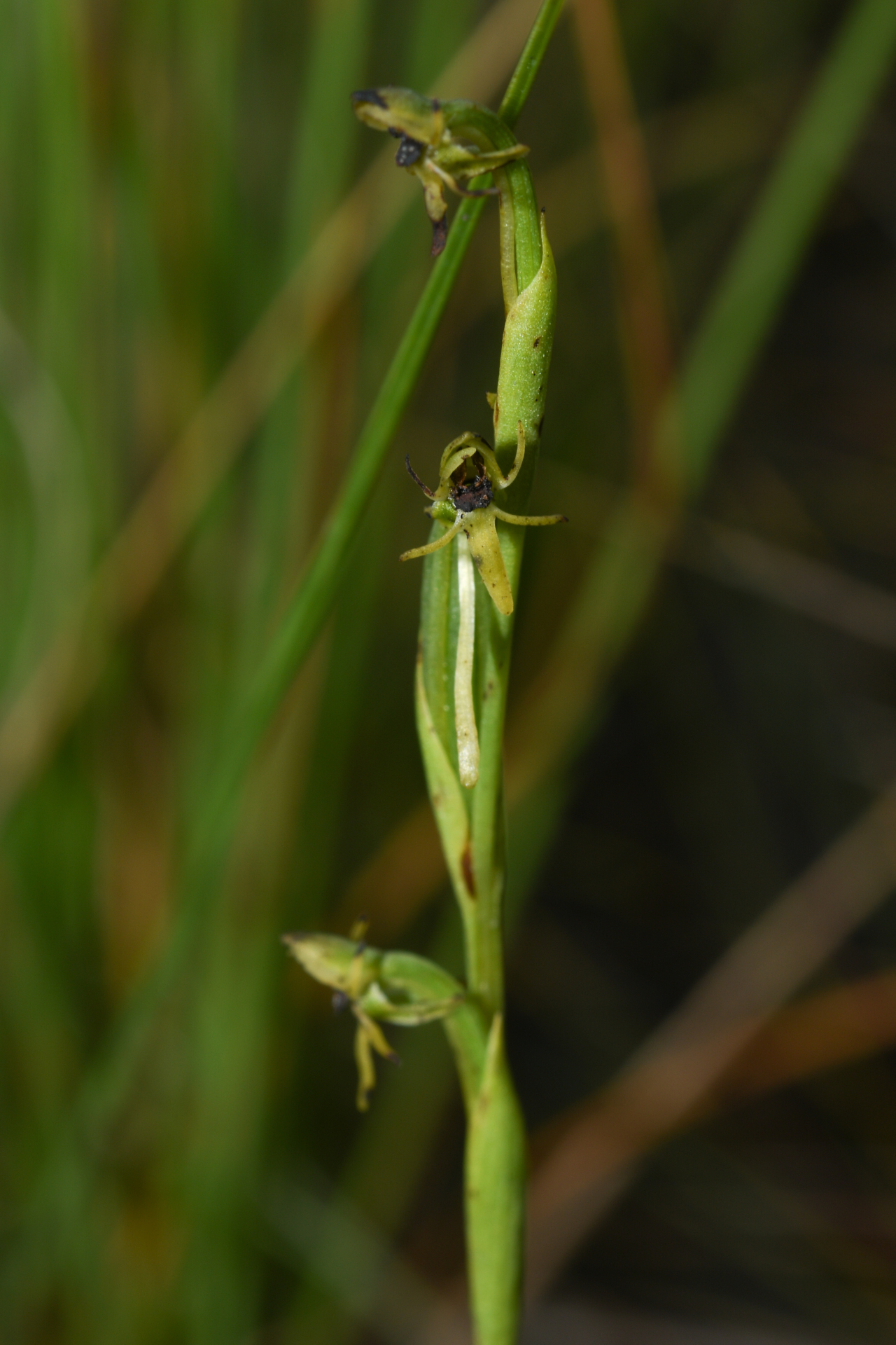 Habenaria leprieurii Rchb.f. - Photo Bivouac Naturaliste