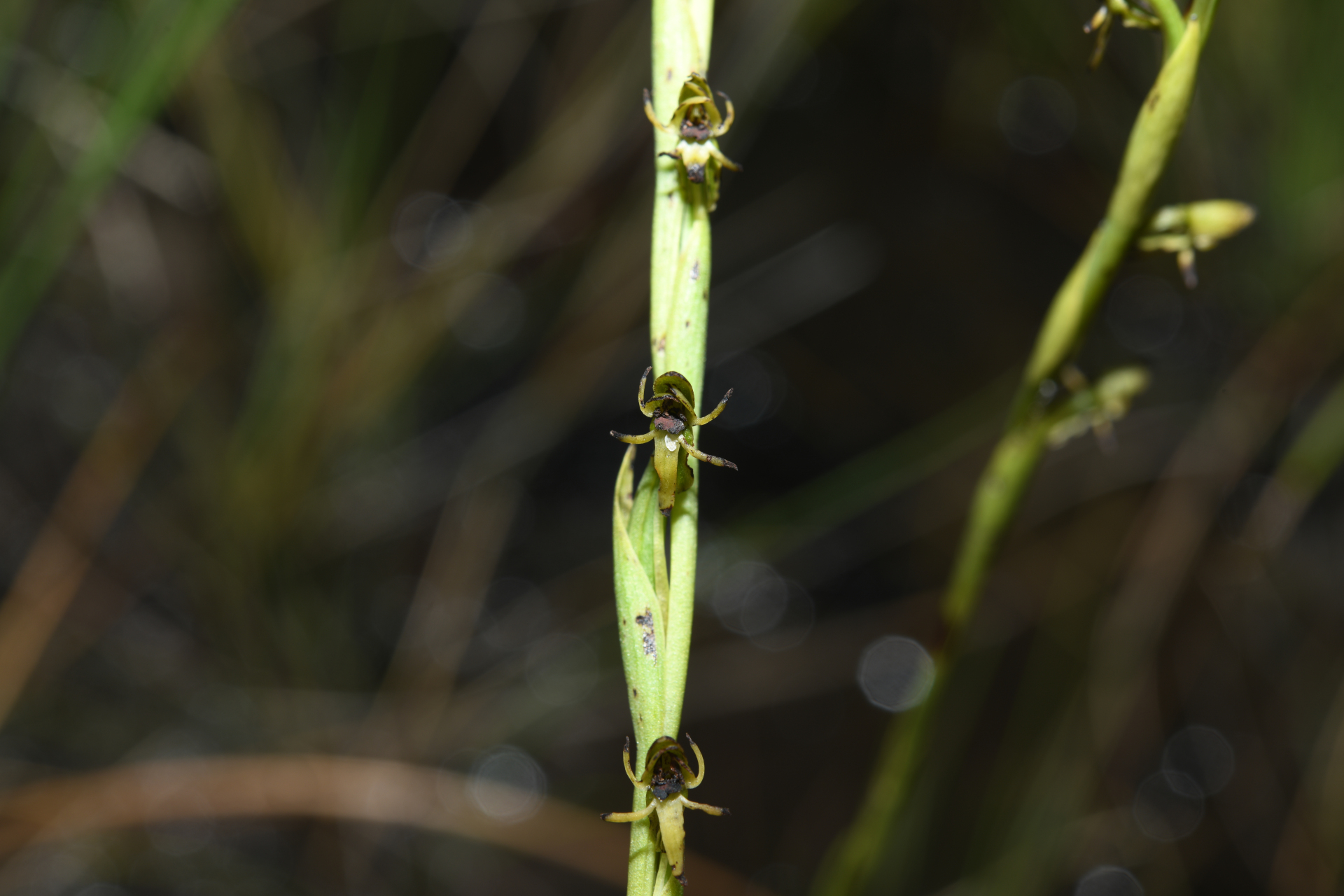 Habenaria leprieurii Rchb.f. - Photo Bivouac Naturaliste