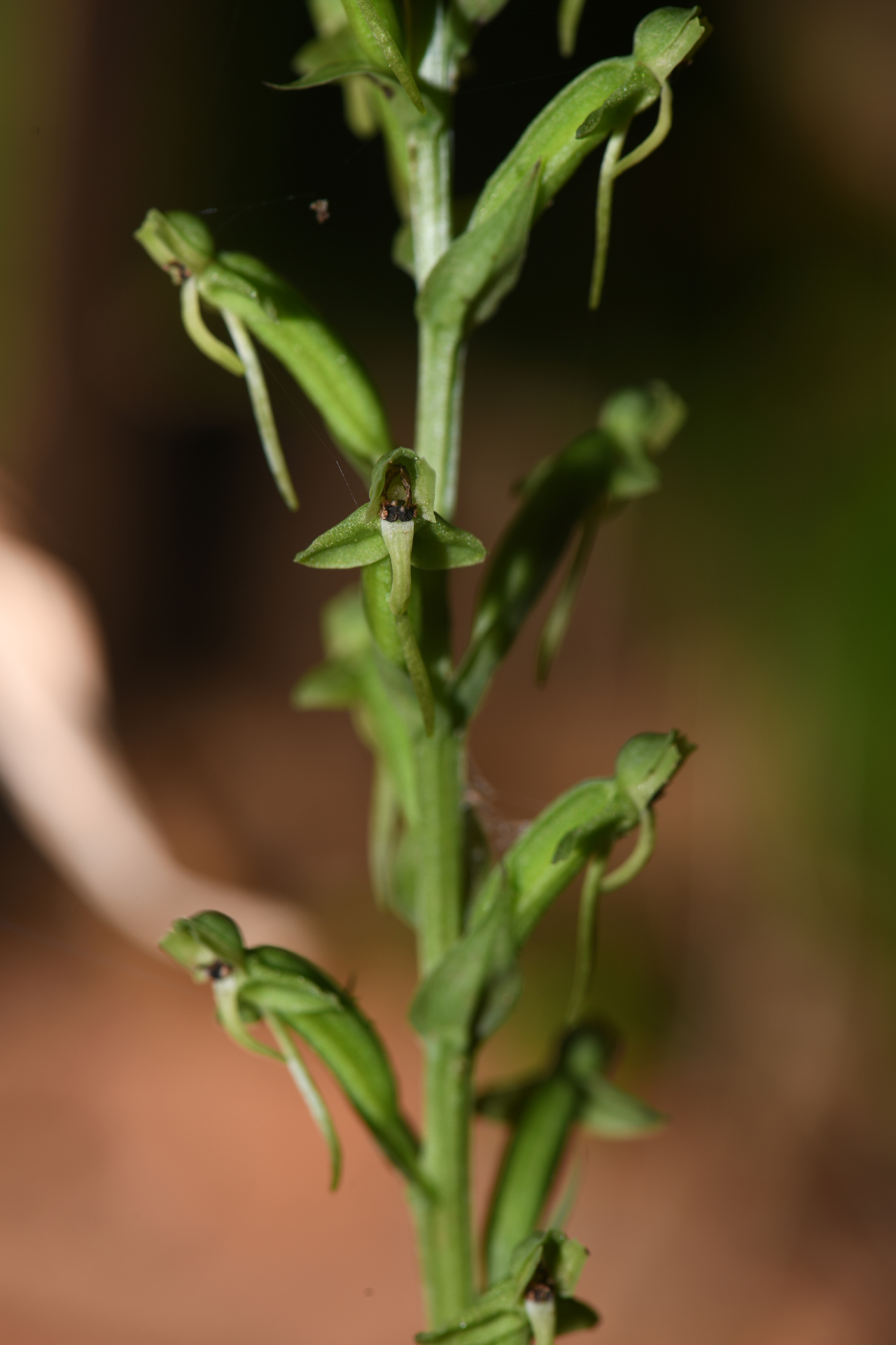 Habenaria eustachya Rchb.f. - Photo Bivouac Naturaliste