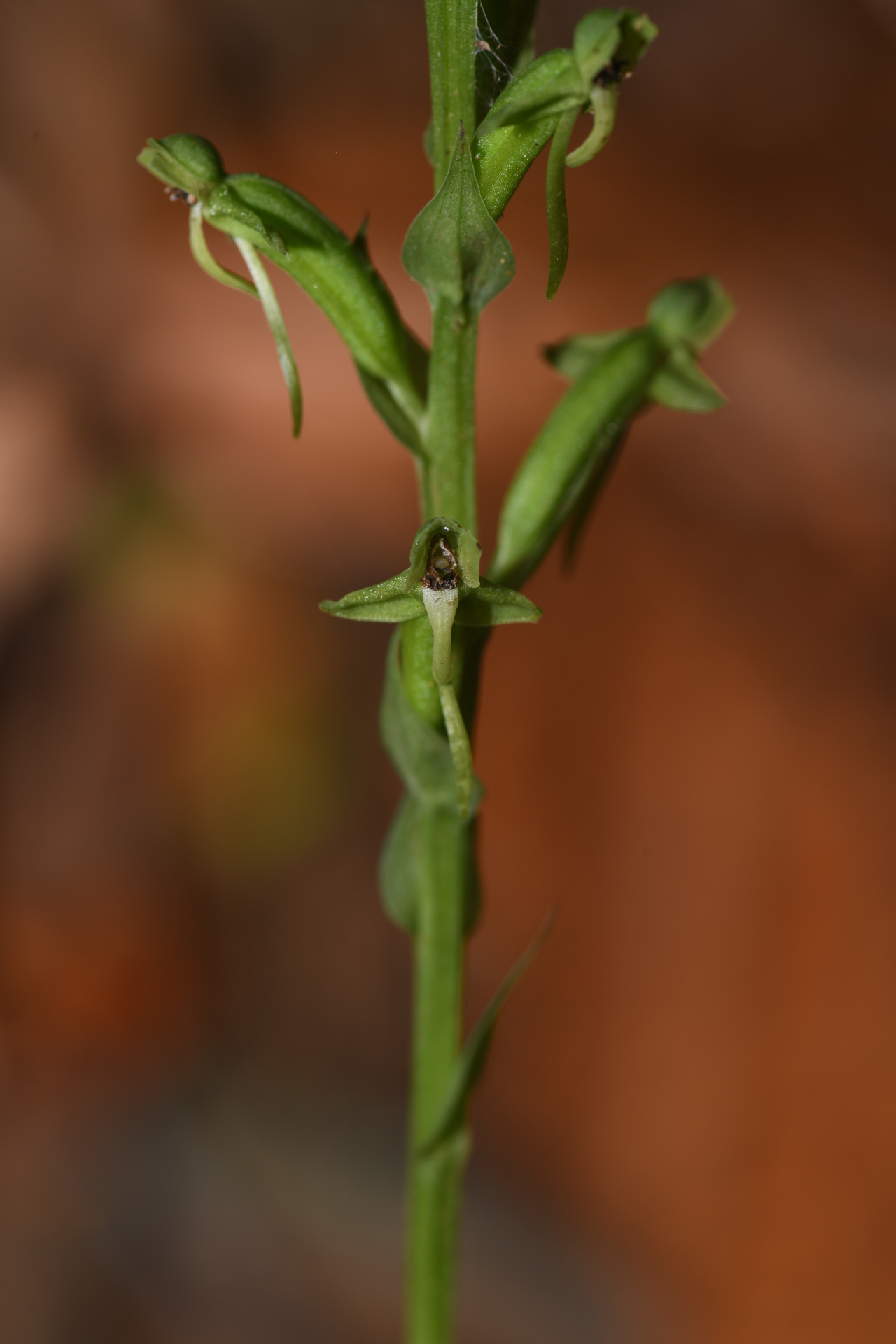 Habenaria eustachya Rchb.f. - Photo Bivouac Naturaliste