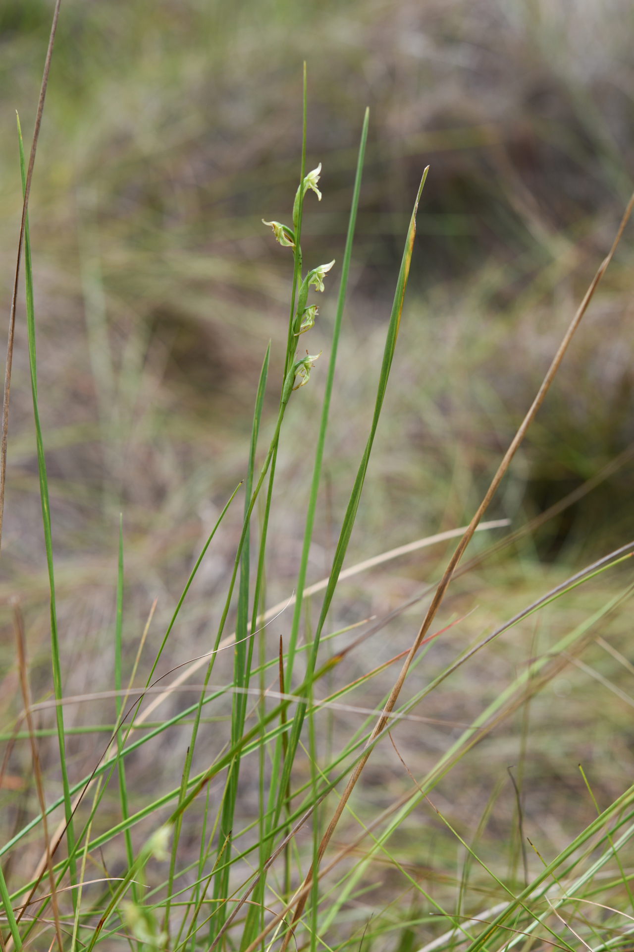 Habenaria sprucei Cogn. - Photo Bivouac Naturaliste
