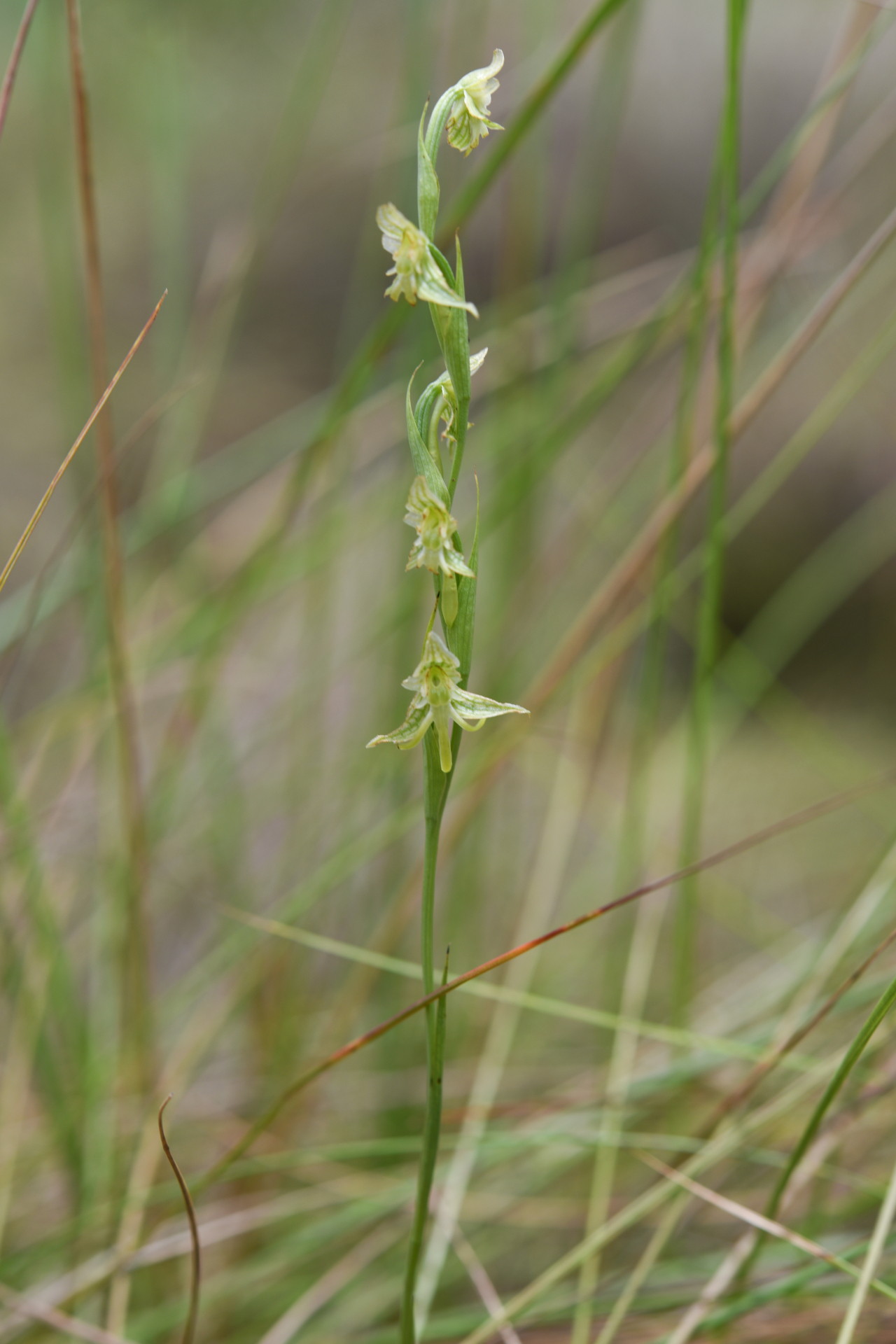 Habenaria sprucei Cogn. - Photo Bivouac Naturaliste