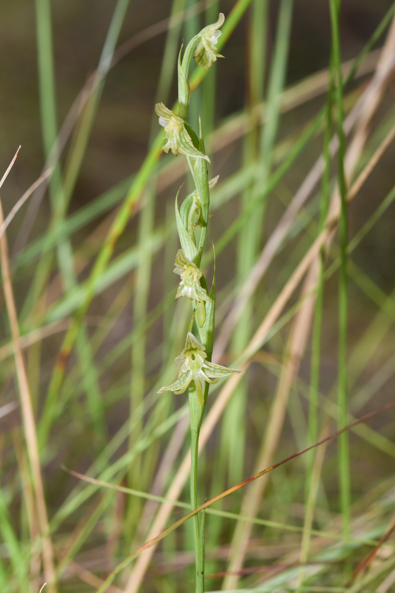 Habenaria sprucei Cogn. - Photo Bivouac Naturaliste