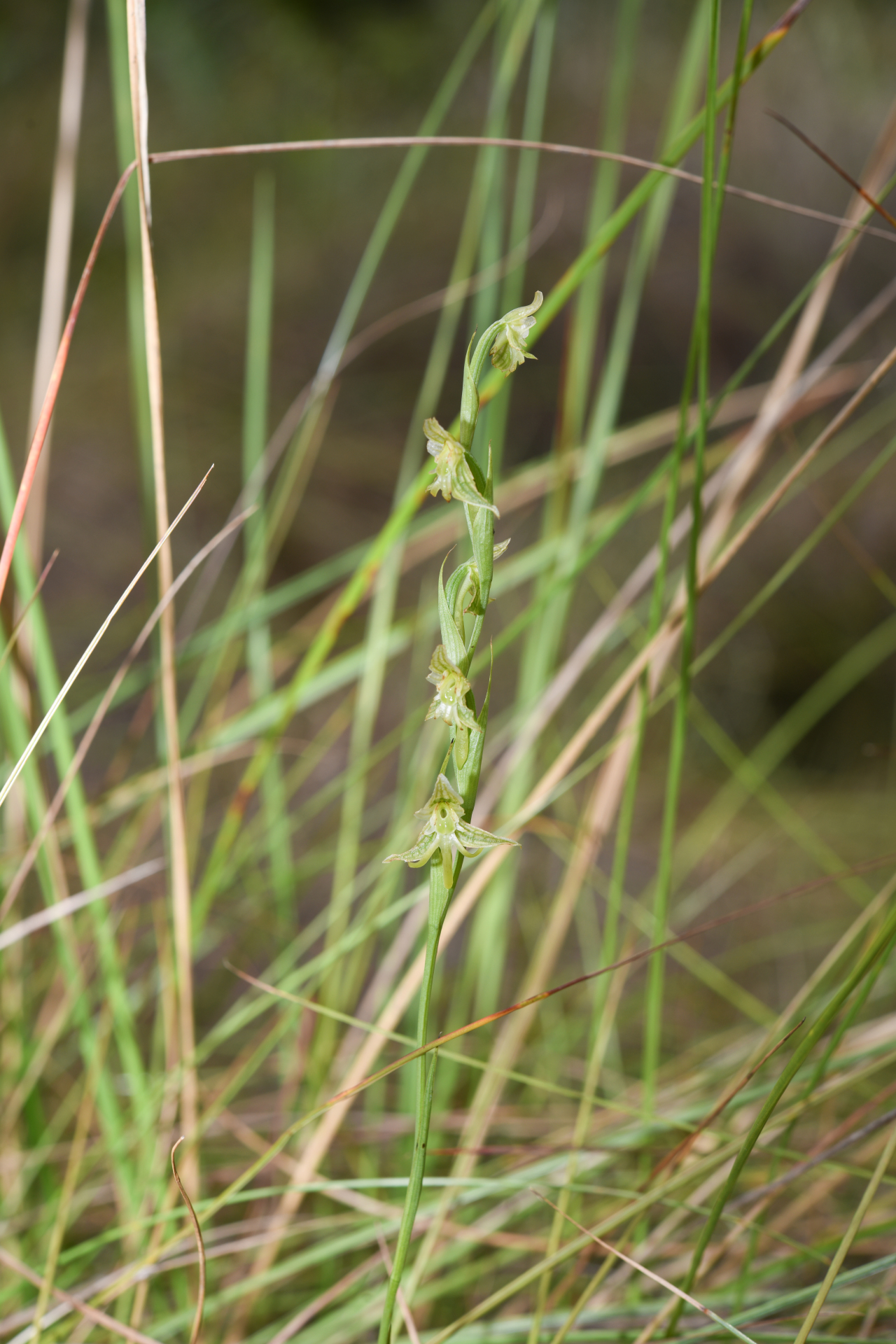 Habenaria sprucei Cogn. - Photo Bivouac Naturaliste