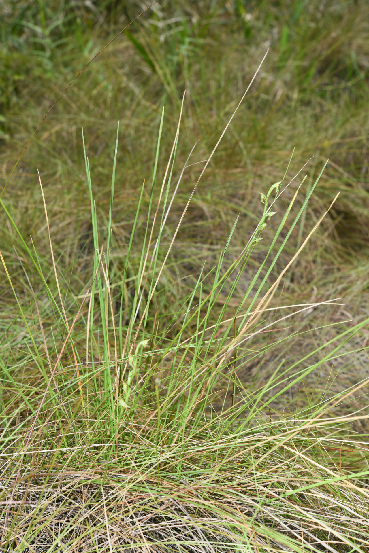 Habenaria sprucei Cogn. - Photo Bivouac Naturaliste