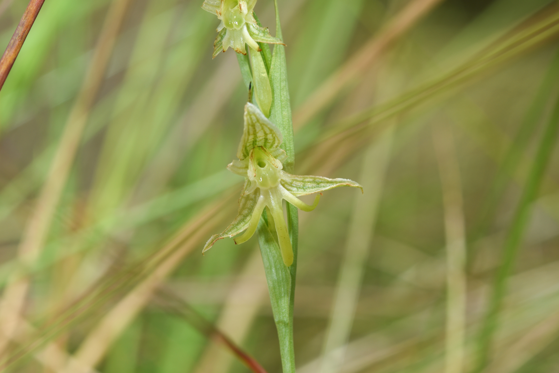 Habenaria sprucei Cogn. - Photo Bivouac Naturaliste