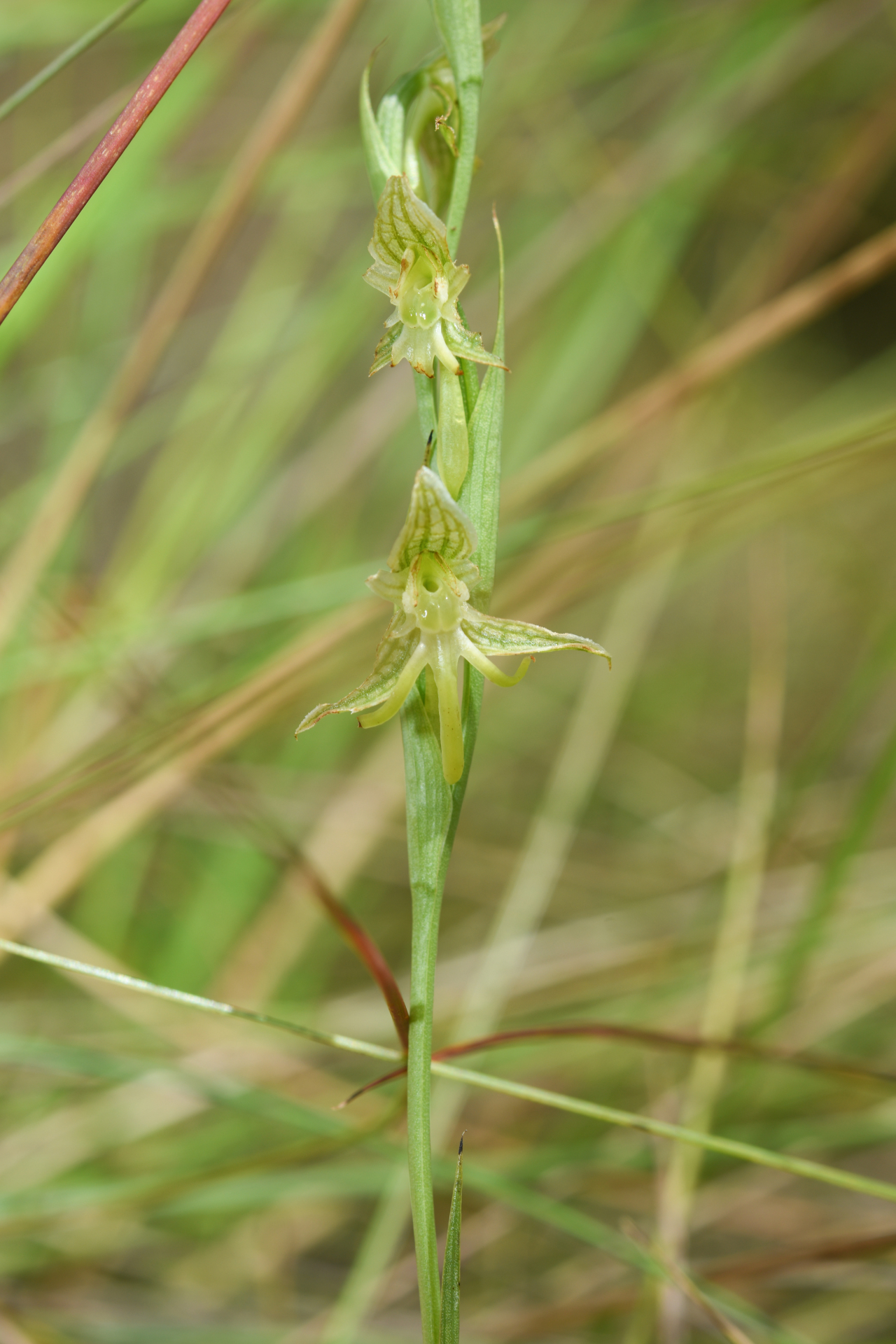 Habenaria sprucei Cogn. - Photo Bivouac Naturaliste