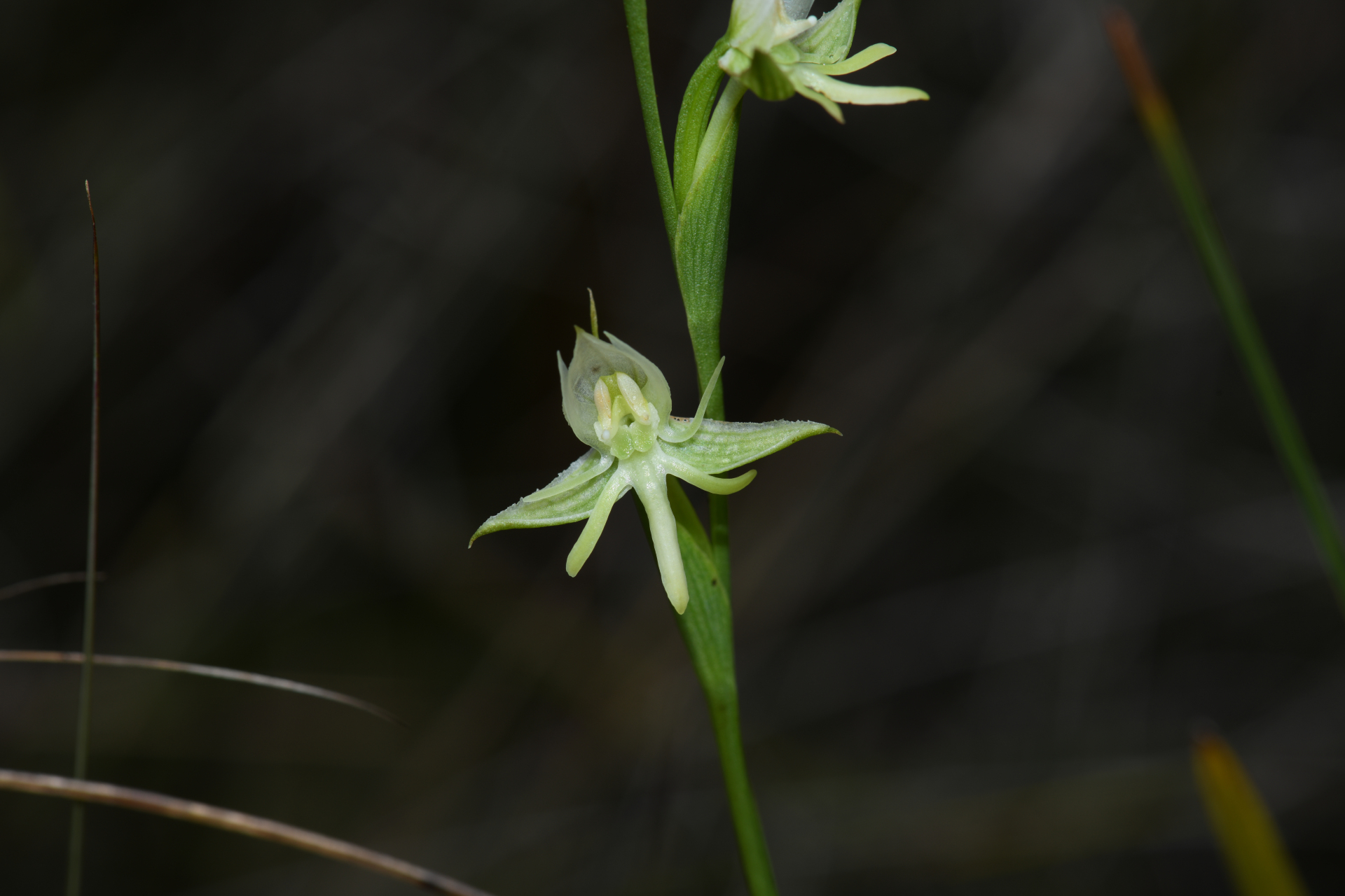Habenaria sprucei Cogn. - Photo Bivouac Naturaliste