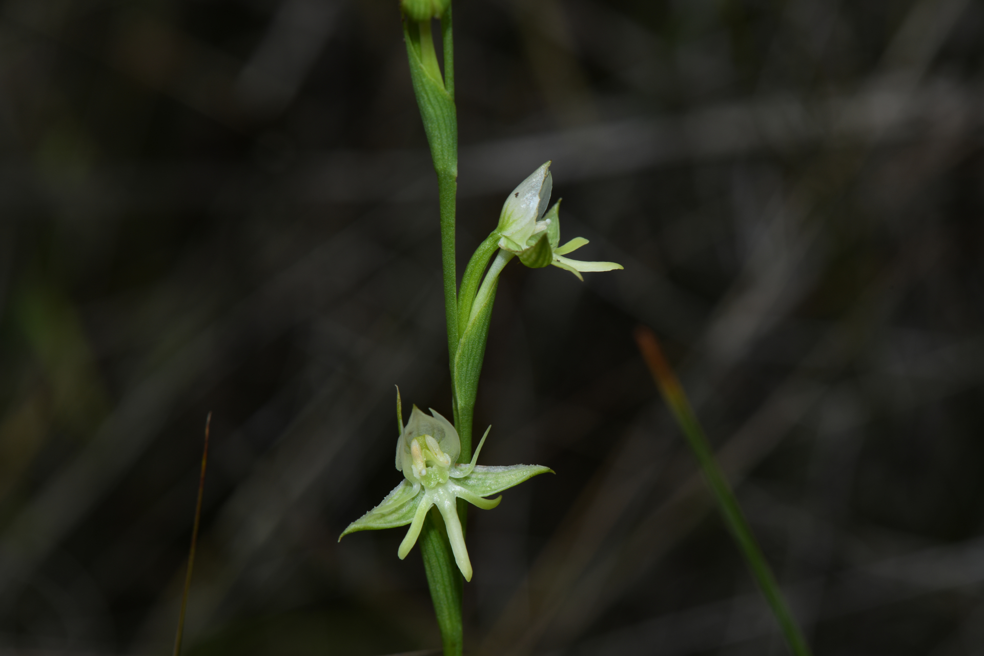 Habenaria sprucei Cogn. - Photo Bivouac Naturaliste