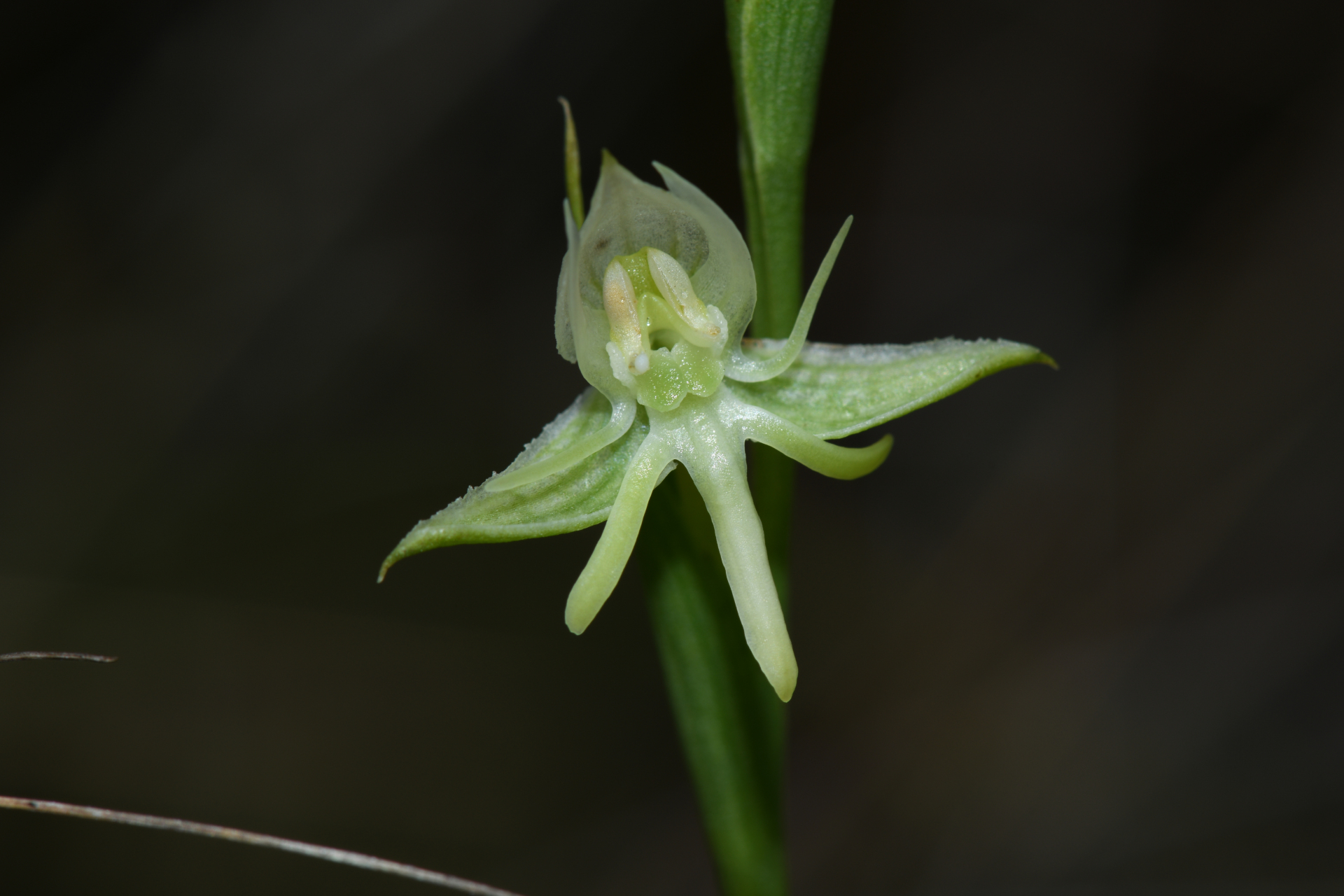 Habenaria sprucei Cogn. - Photo Bivouac Naturaliste