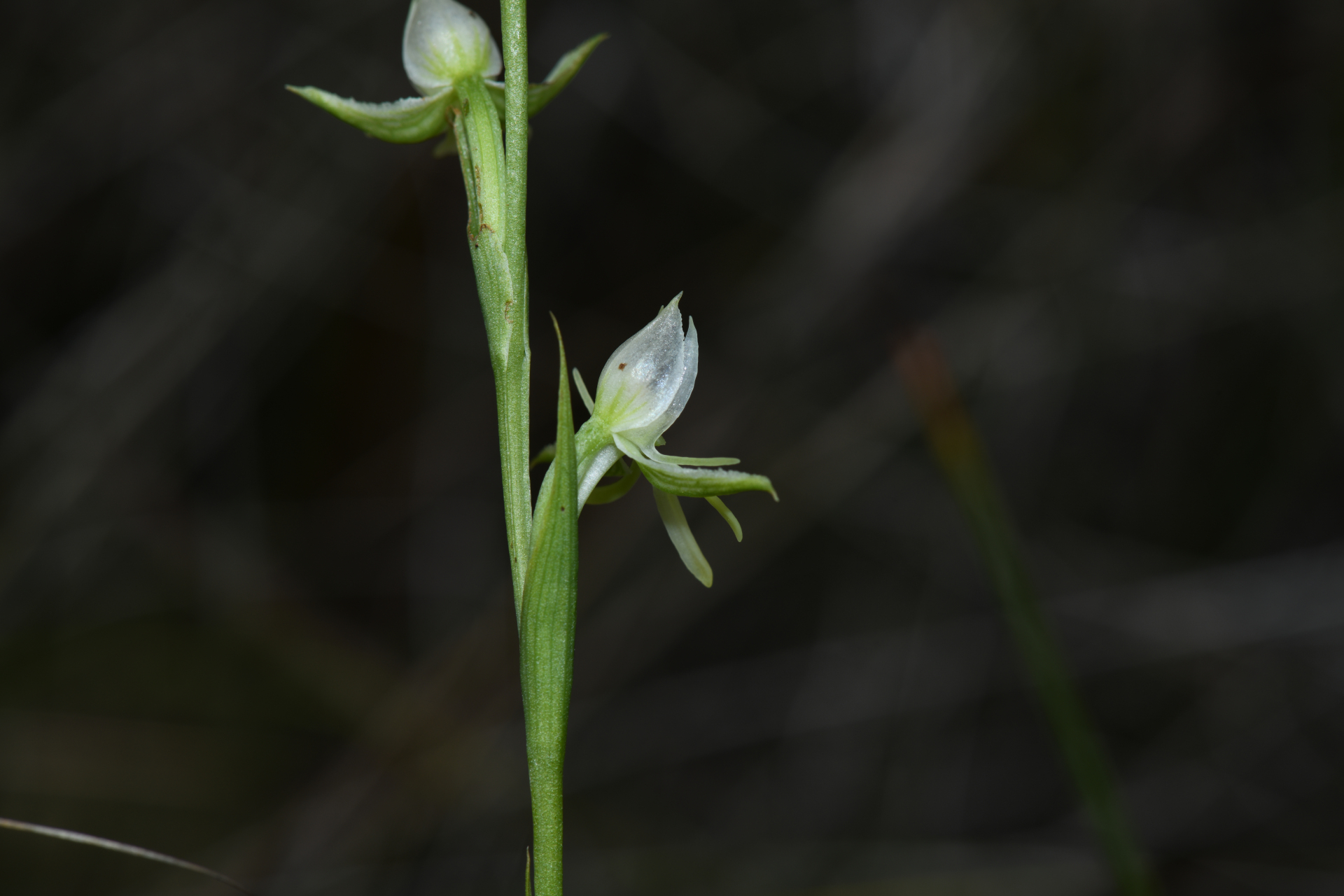 Habenaria sprucei Cogn. - Photo Bivouac Naturaliste
