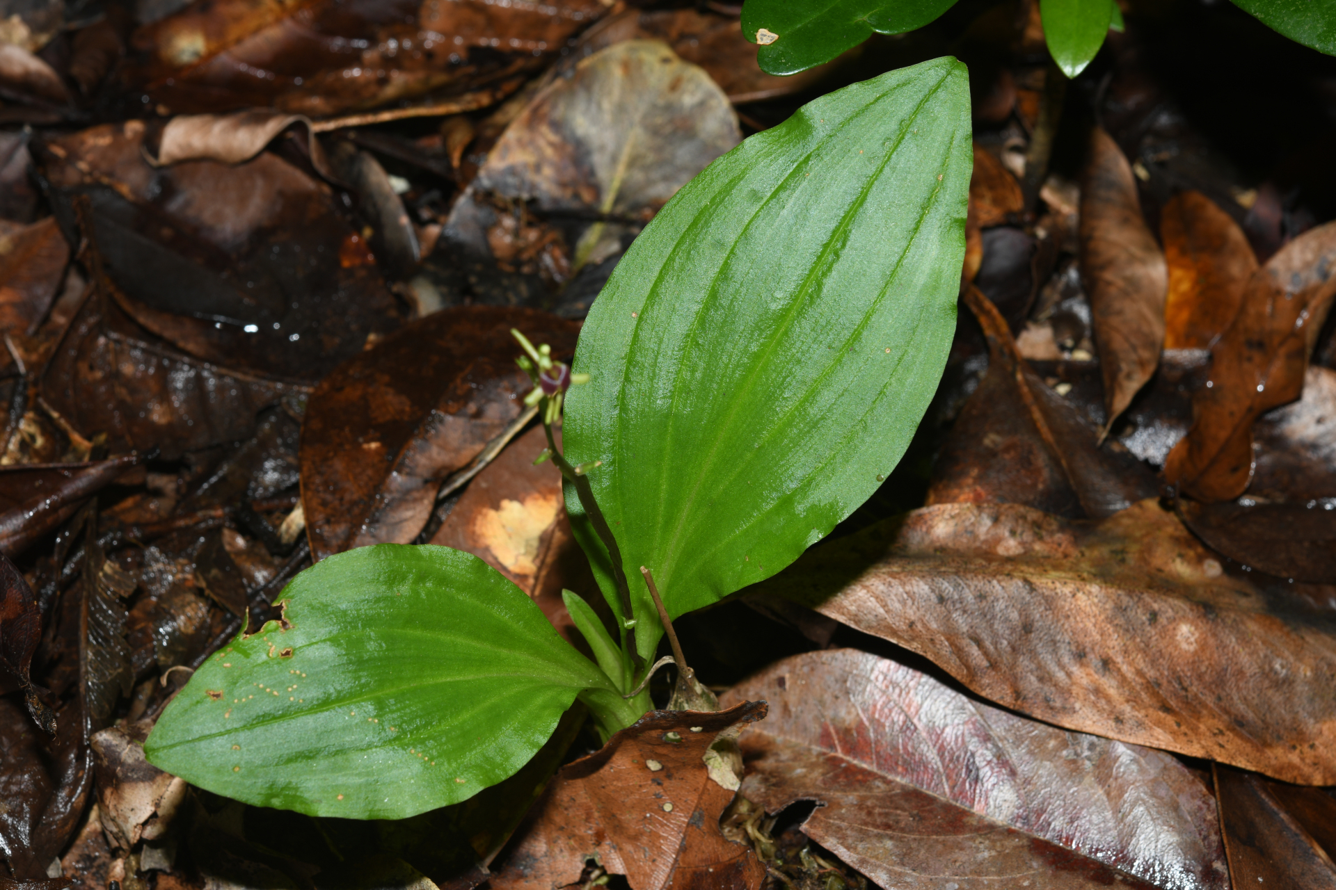 Diteilis elata (Lindl.) M.A.Clem. & D.L.Jones - Photo Bivouac Naturaliste