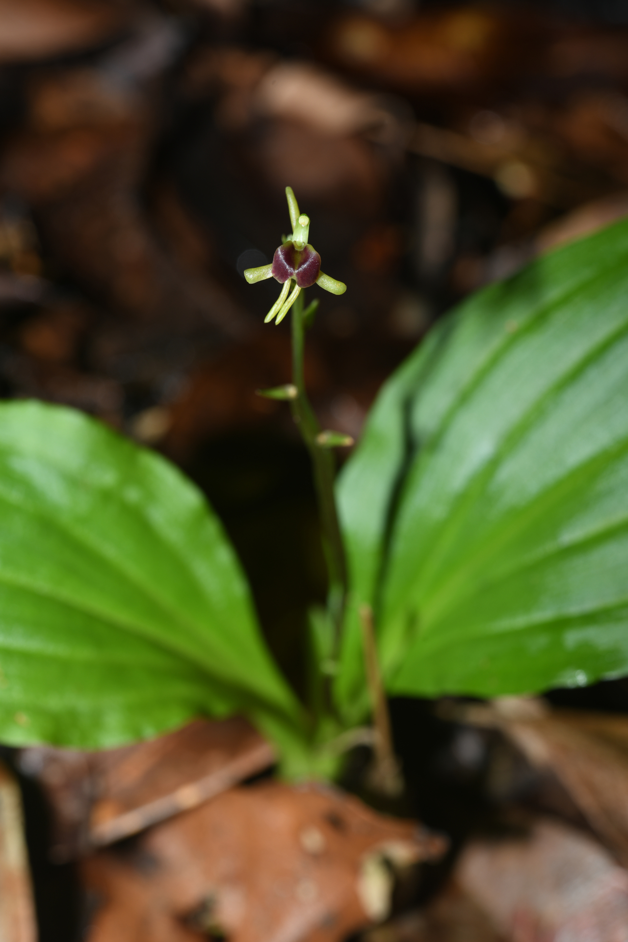 Diteilis elata (Lindl.) M.A.Clem. & D.L.Jones - Photo Bivouac Naturaliste