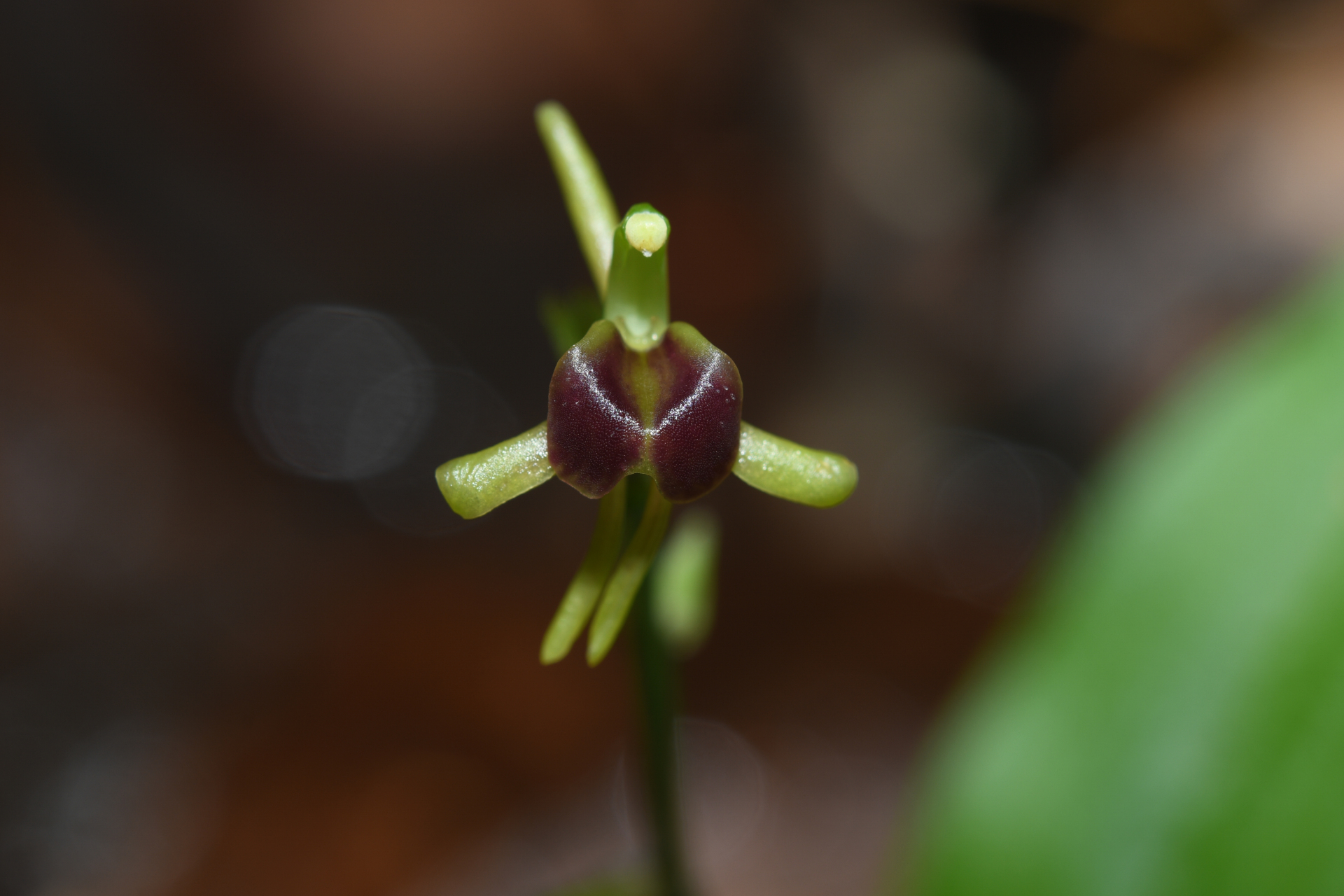 Diteilis elata (Lindl.) M.A.Clem. & D.L.Jones - Photo Bivouac Naturaliste