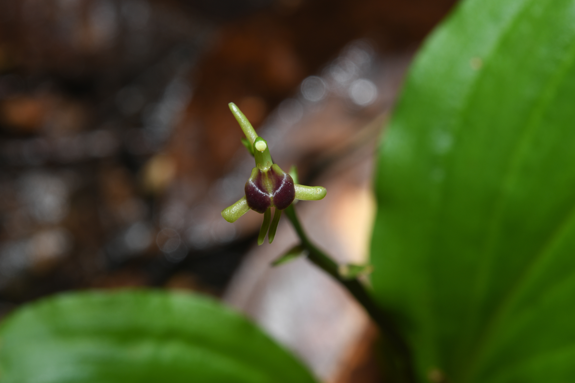 Diteilis elata (Lindl.) M.A.Clem. & D.L.Jones - Photo Bivouac Naturaliste