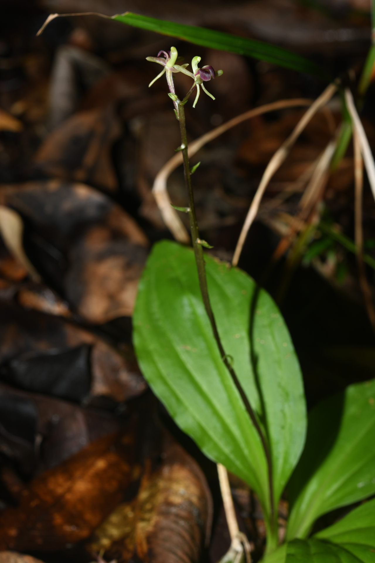 Diteilis elata (Lindl.) M.A.Clem. & D.L.Jones - Photo Bivouac Naturaliste