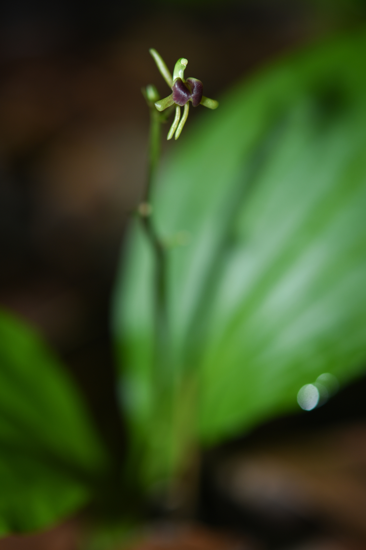 Diteilis elata (Lindl.) M.A.Clem. & D.L.Jones - Photo Bivouac Naturaliste