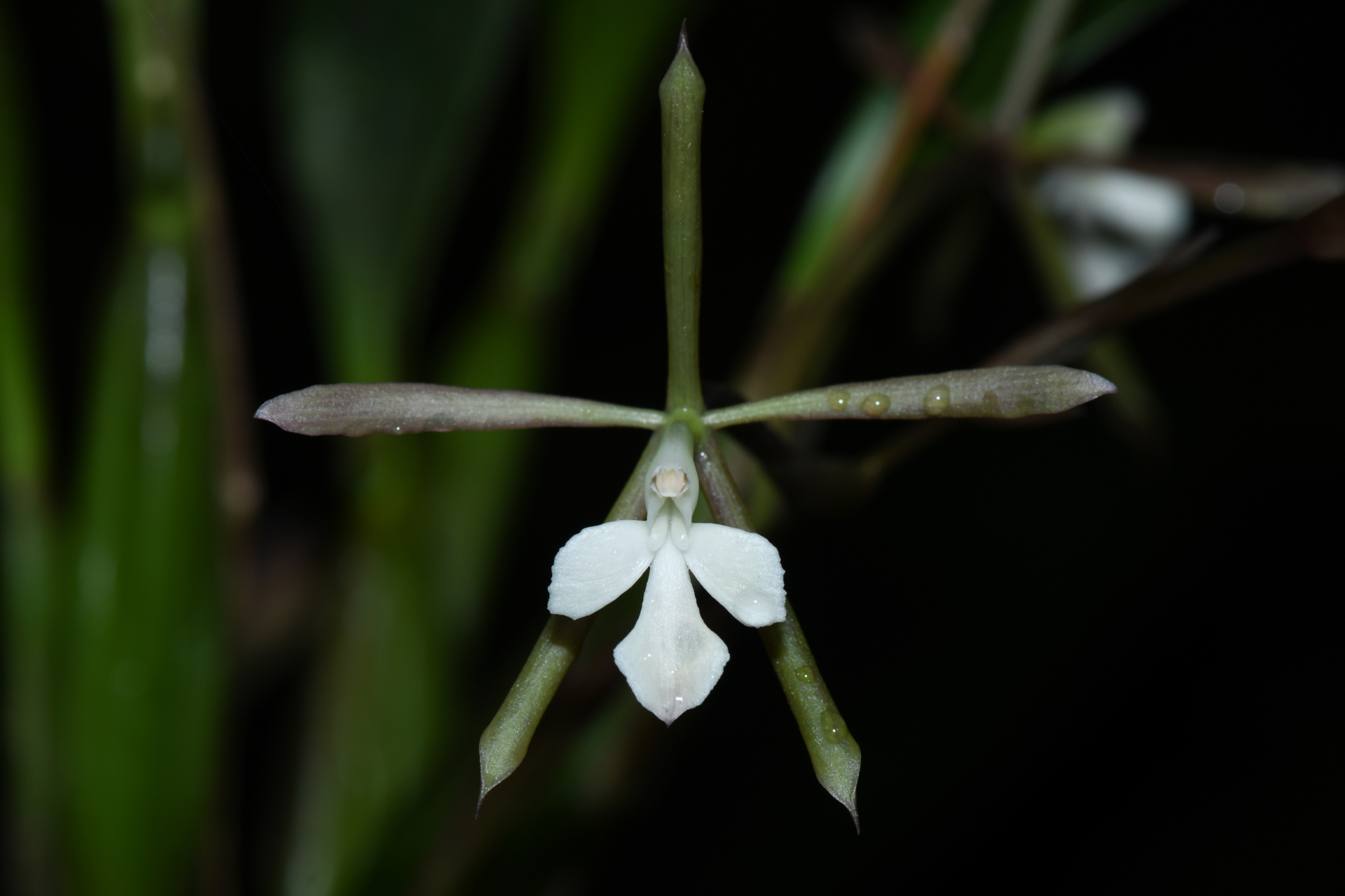 Epidendrum purpurascens Focke - Photo Bivouac Naturaliste