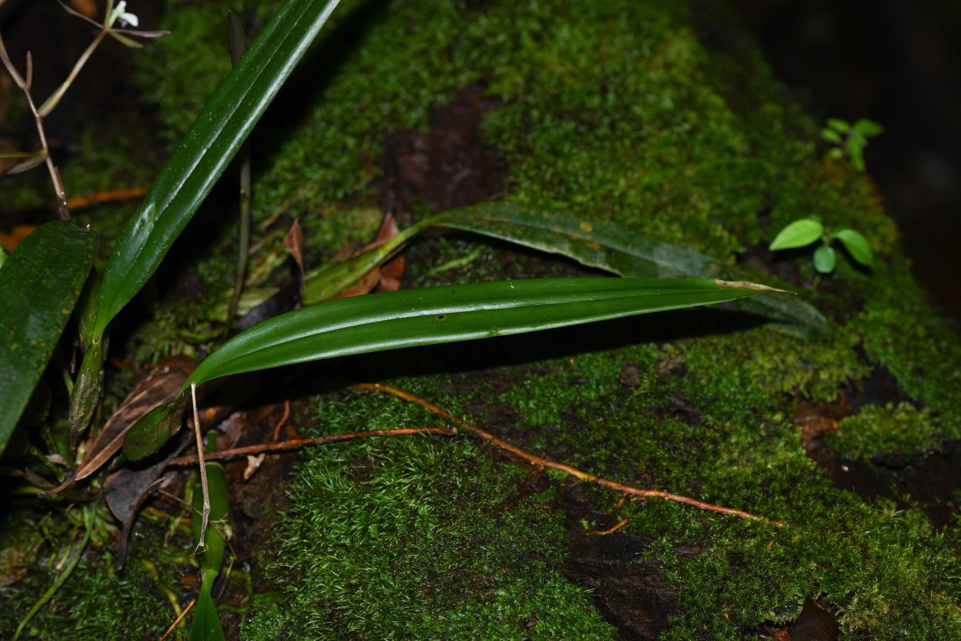 Epidendrum purpurascens Focke - Photo Bivouac Naturaliste