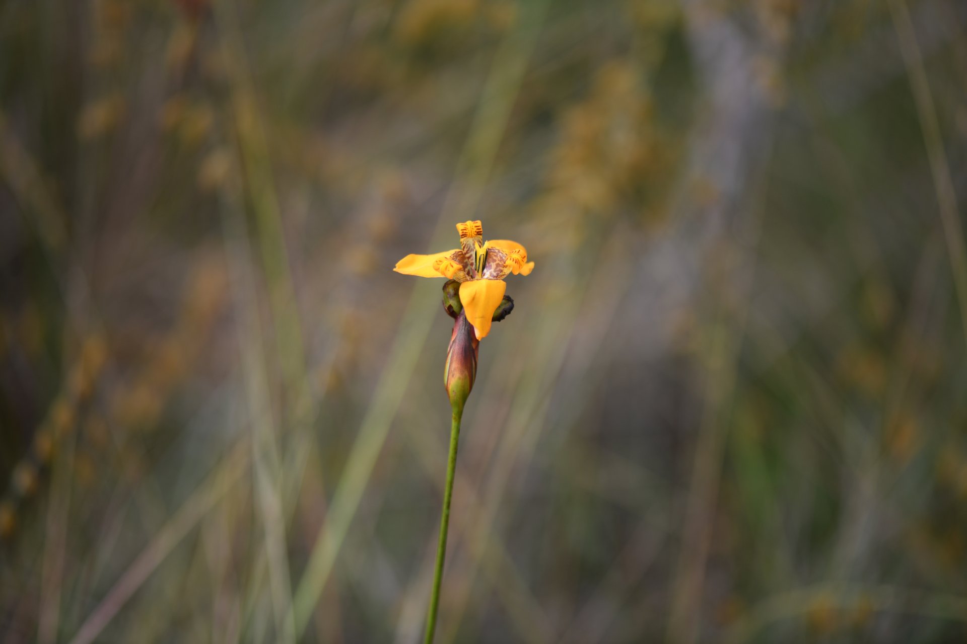 Pseudotrimezia juncifolia (Klatt) Lovo & A.Gil - Photo Bivouac Naturaliste