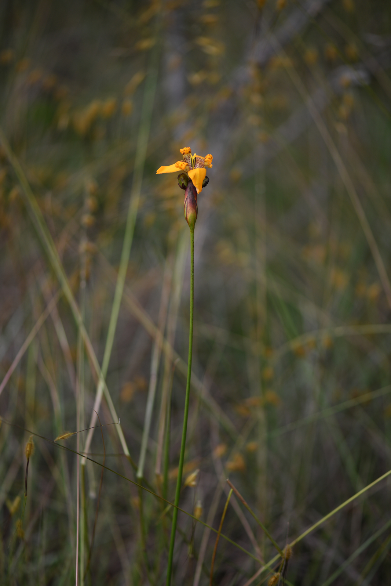 Pseudotrimezia juncifolia (Klatt) Lovo & A.Gil - Photo Bivouac Naturaliste
