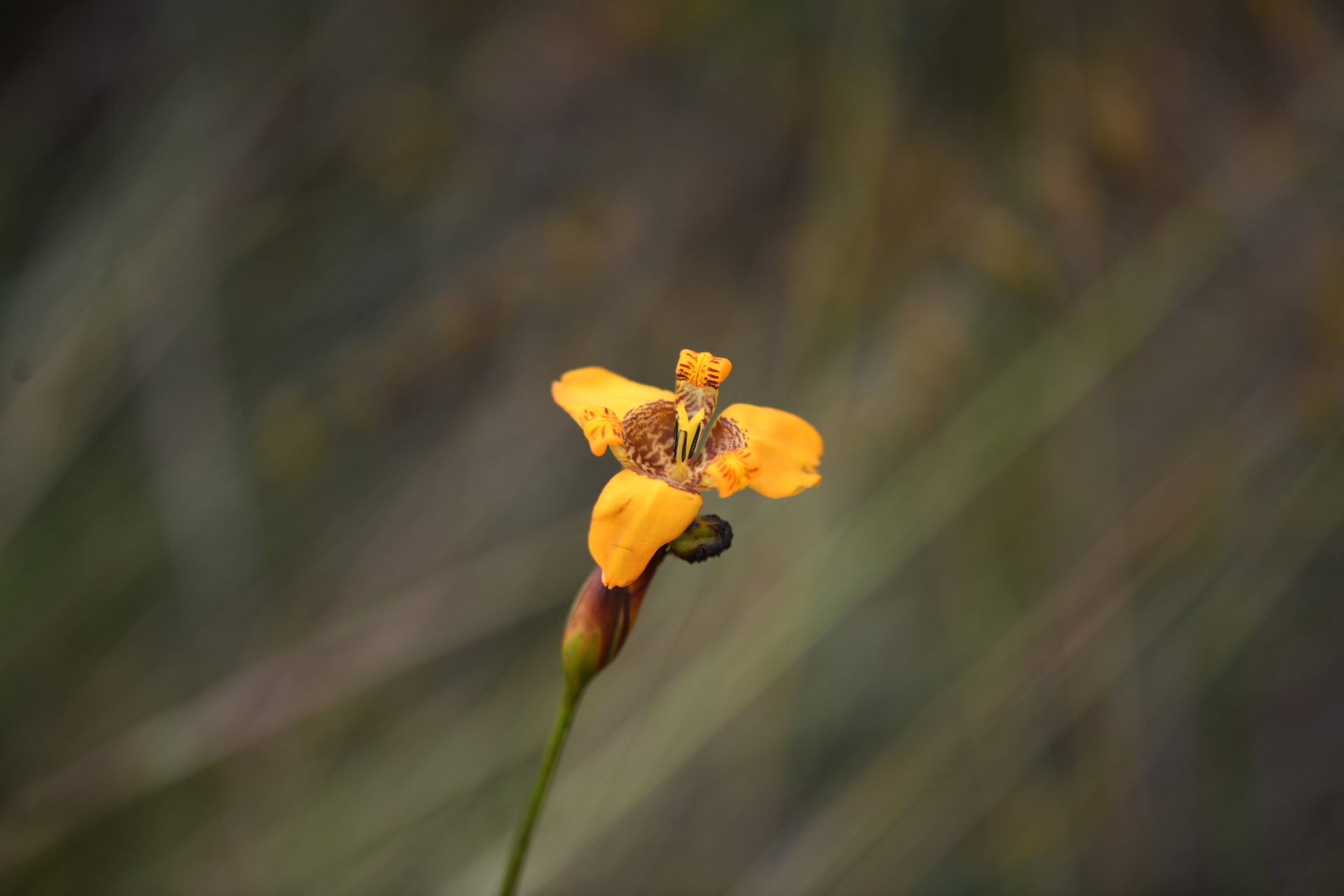Pseudotrimezia juncifolia (Klatt) Lovo & A.Gil - Photo Bivouac Naturaliste