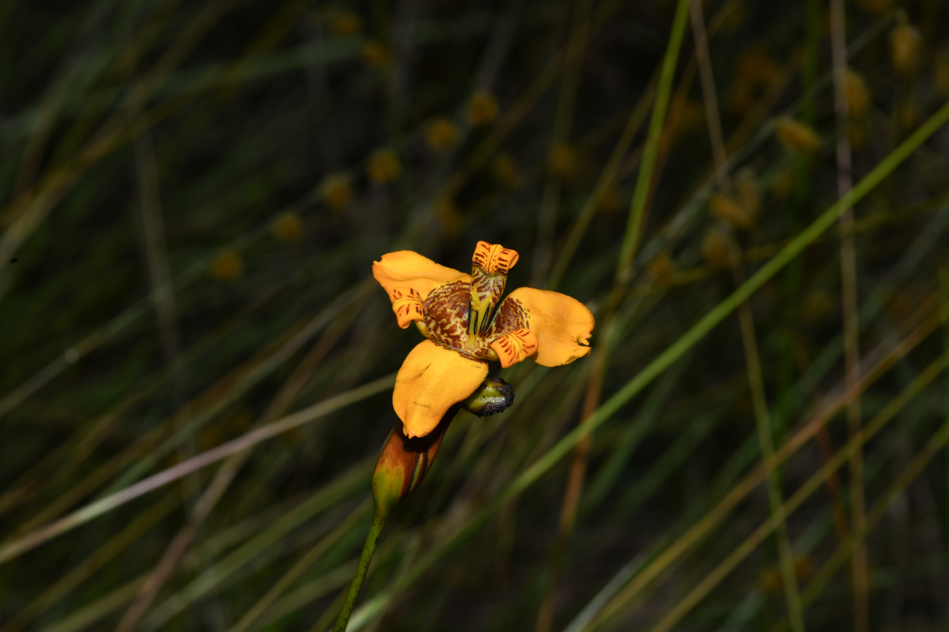 Pseudotrimezia juncifolia (Klatt) Lovo & A.Gil - Photo Bivouac Naturaliste