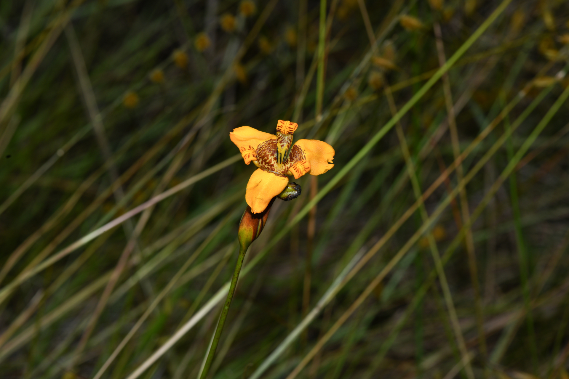 Pseudotrimezia juncifolia (Klatt) Lovo & A.Gil - Photo Bivouac Naturaliste