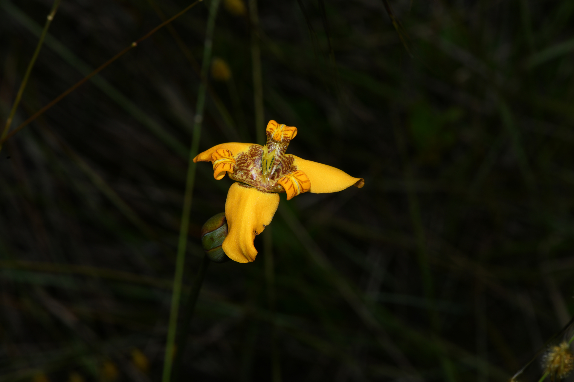 Pseudotrimezia juncifolia (Klatt) Lovo & A.Gil - Photo Bivouac Naturaliste