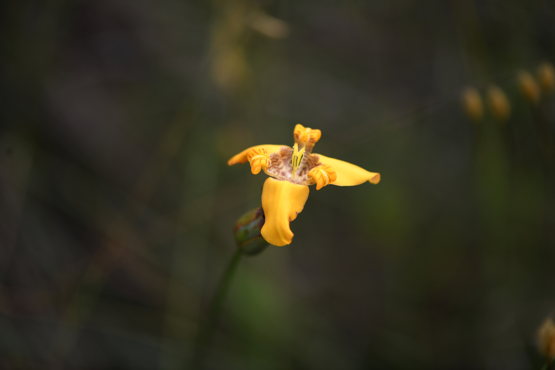 Pseudotrimezia juncifolia (Klatt) Lovo & A.Gil - Photo Bivouac Naturaliste