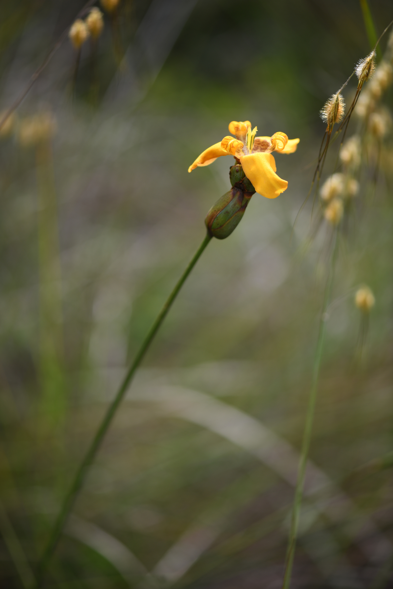 Pseudotrimezia juncifolia (Klatt) Lovo & A.Gil - Photo Bivouac Naturaliste