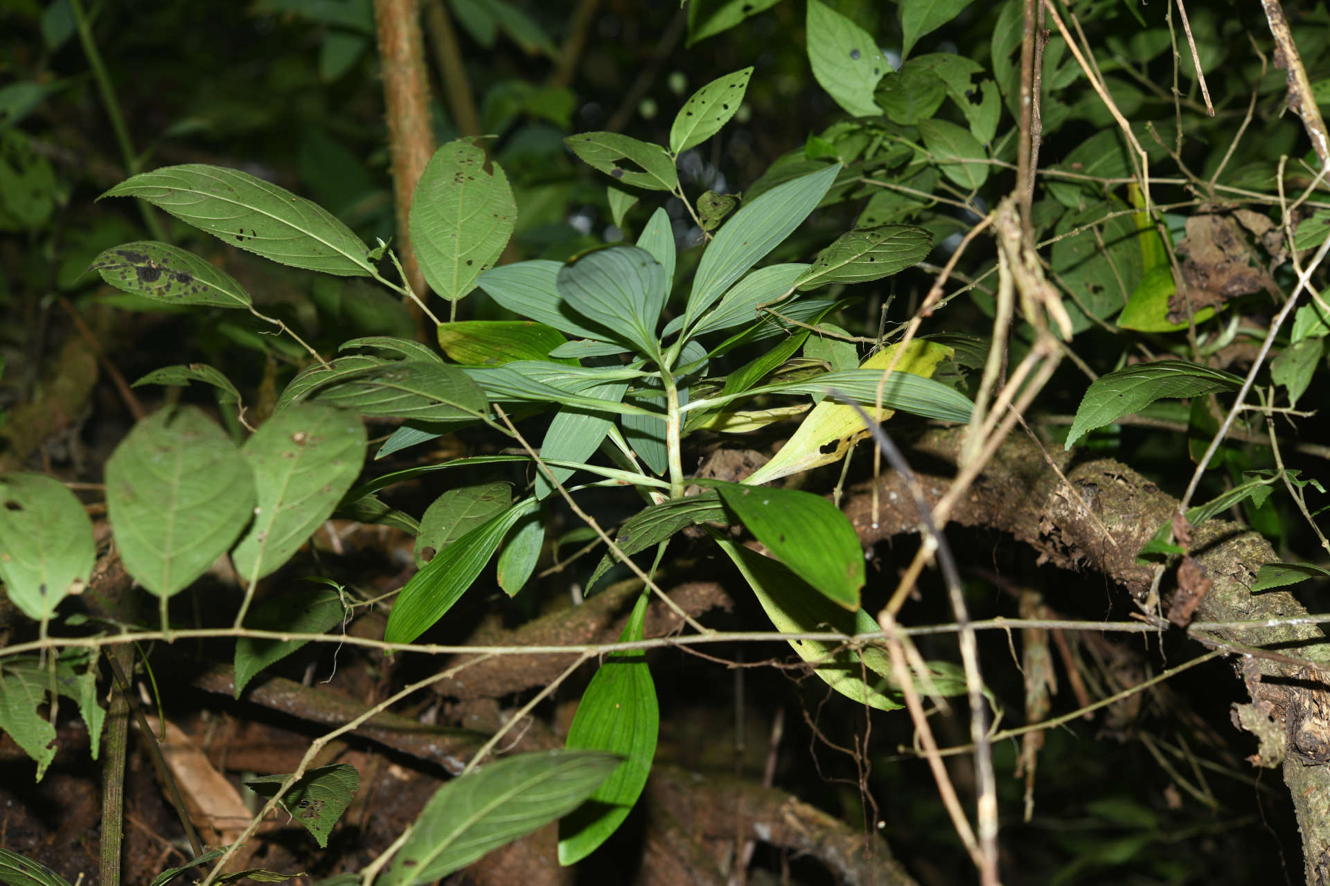 Alstroemeria amazonica Ducke - Photo Bivouac Naturaliste
