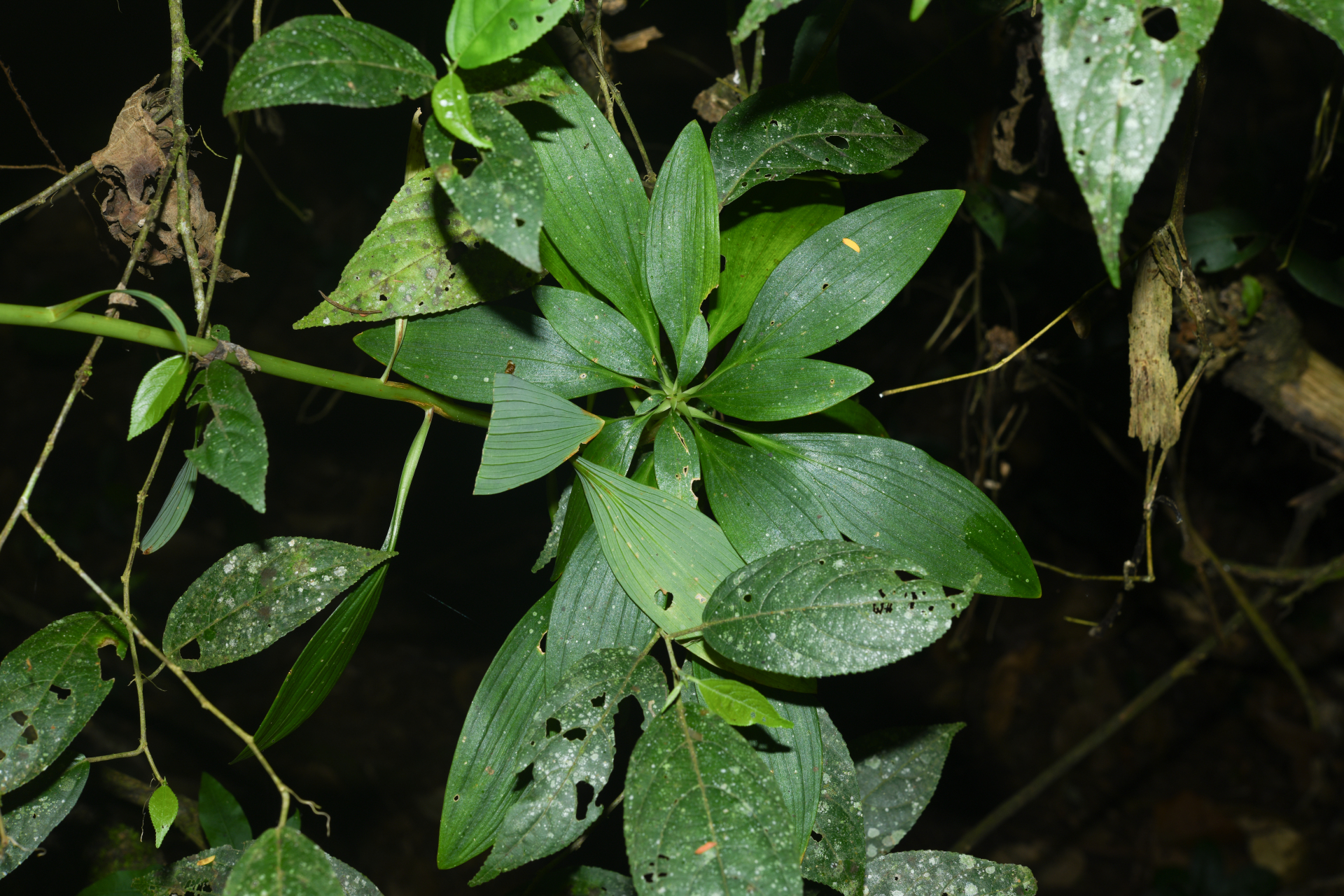 Alstroemeria amazonica Ducke - Photo Bivouac Naturaliste
