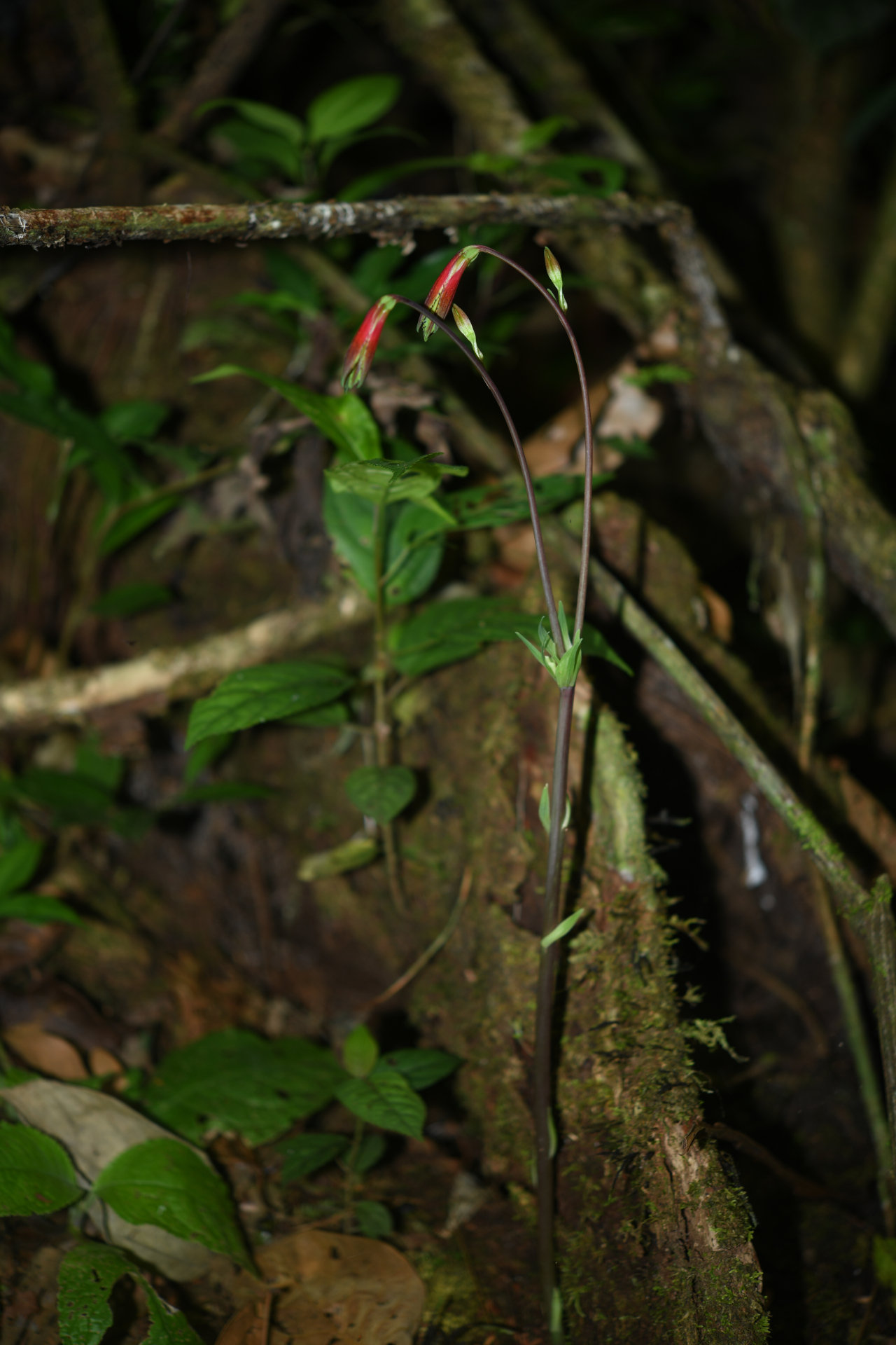 Alstroemeria amazonica Ducke - Photo Bivouac Naturaliste