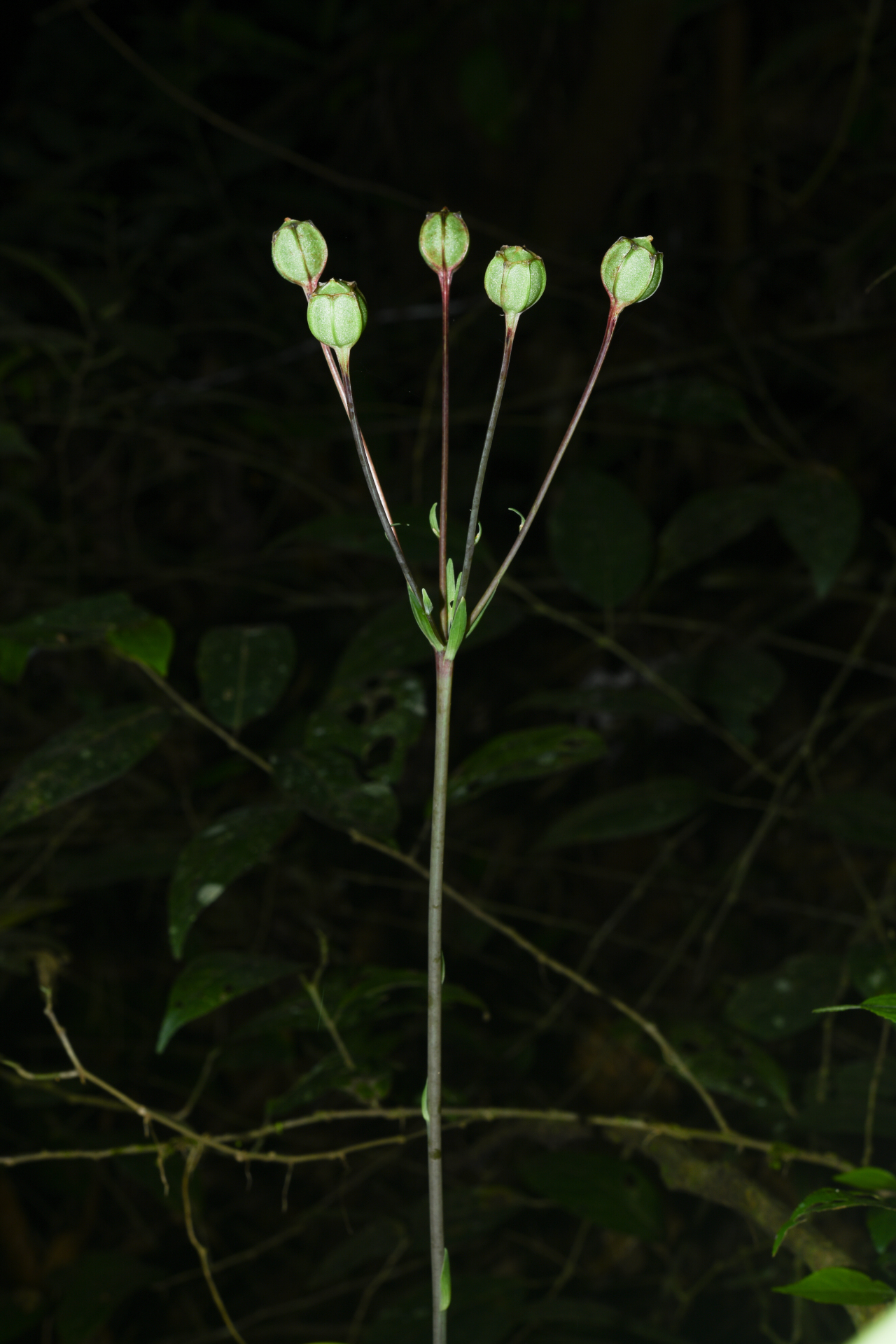 Alstroemeria amazonica Ducke - Photo Bivouac Naturaliste
